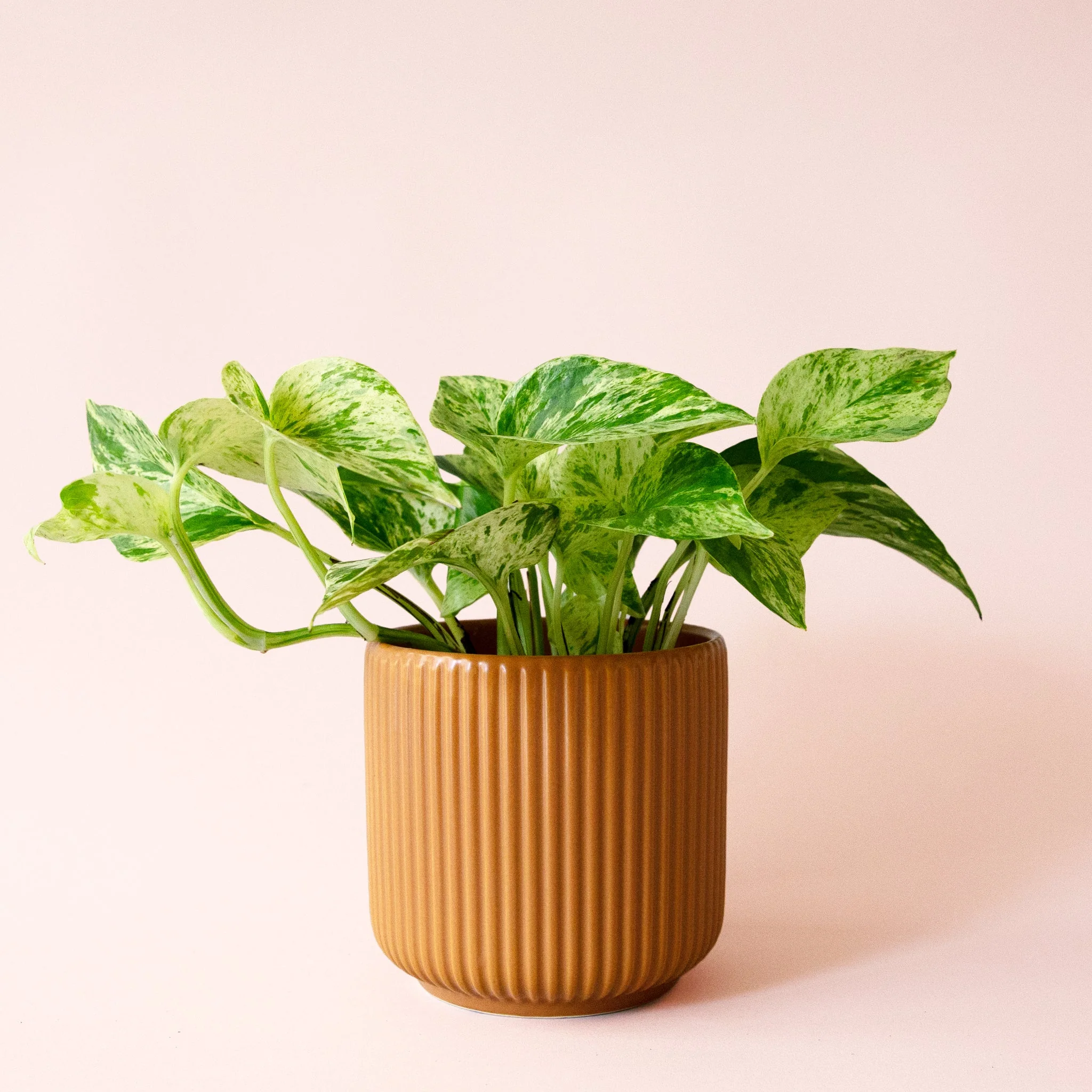 Pothos | Marble Queen - Image 23