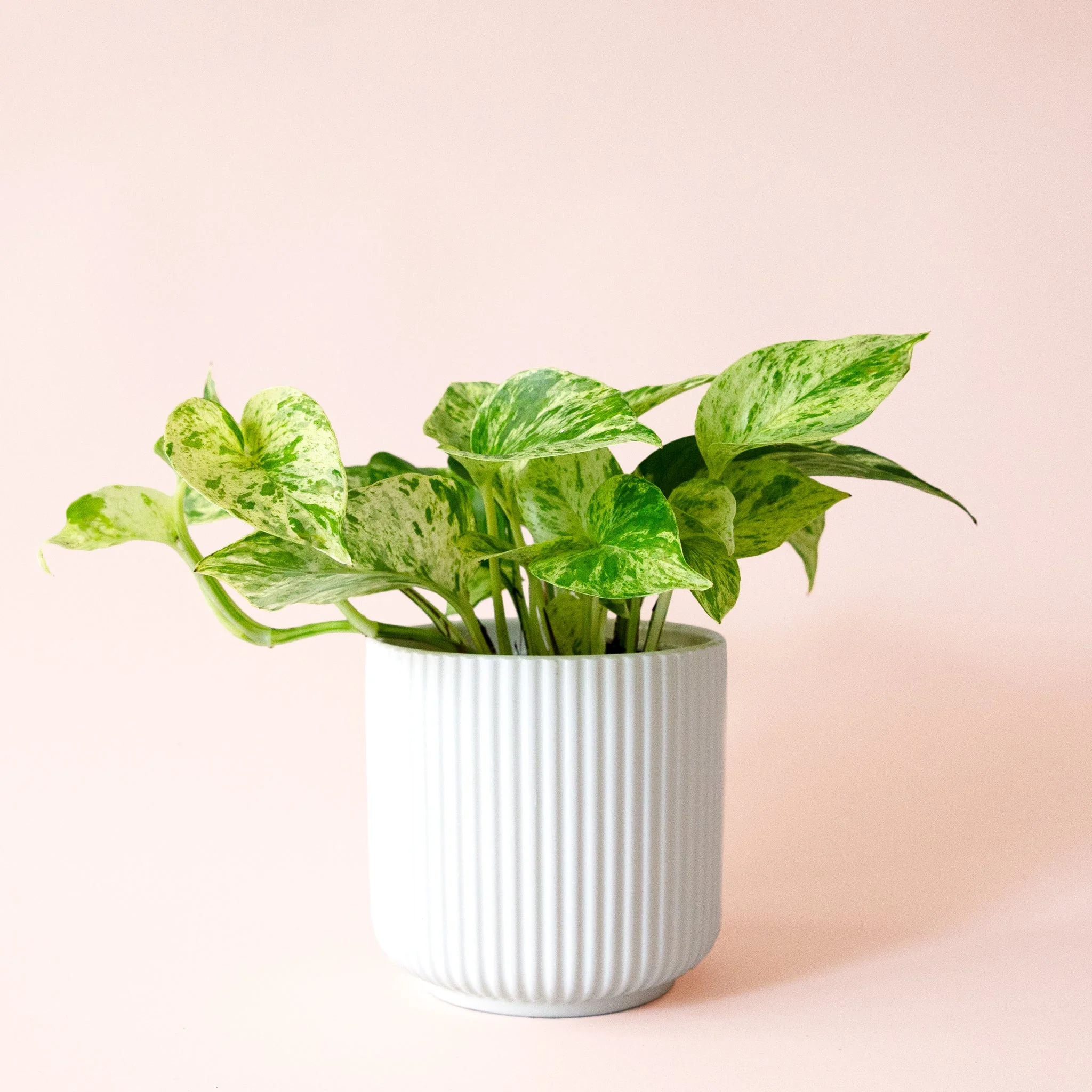 Pothos | Marble Queen - Image 24