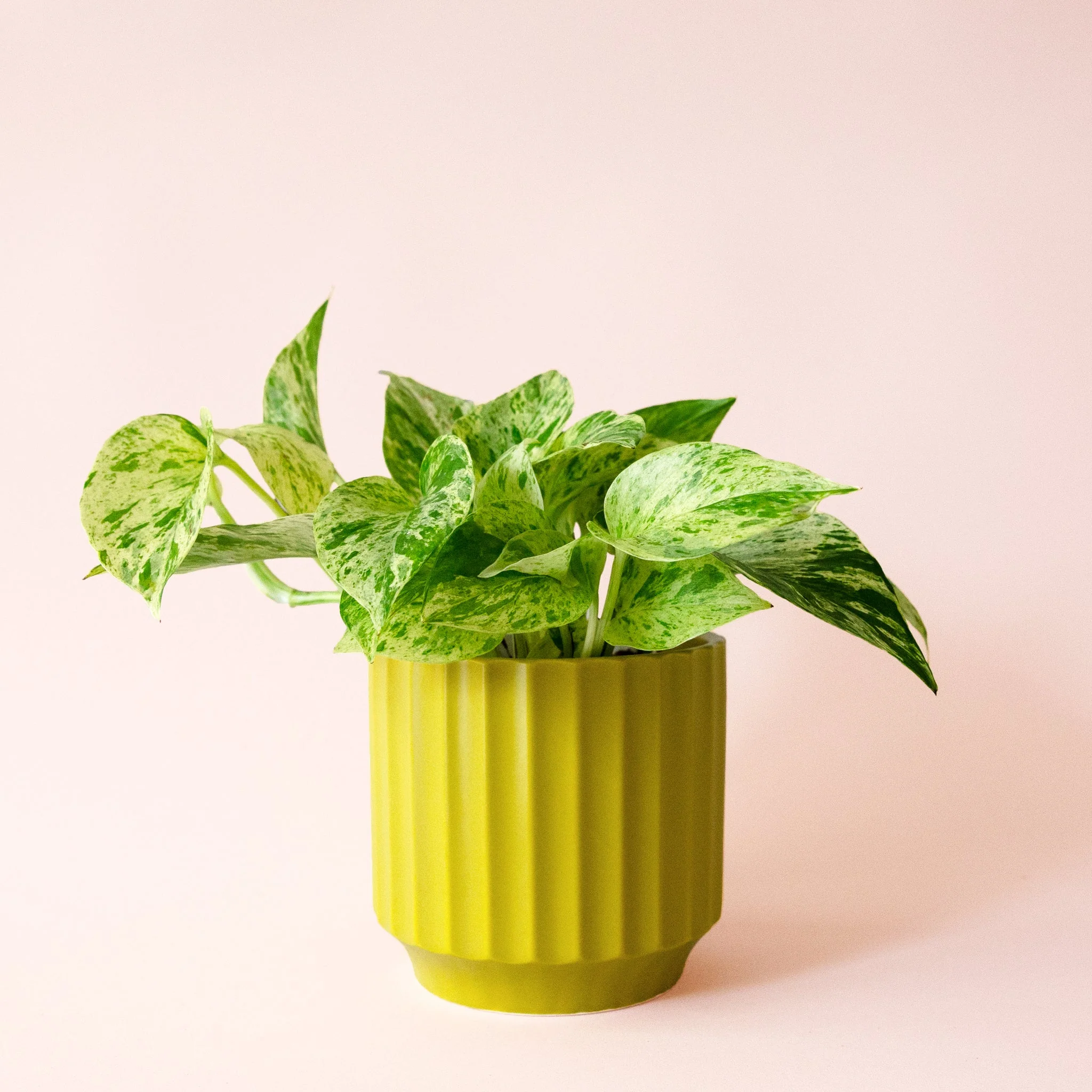 Pothos | Marble Queen - Image 25