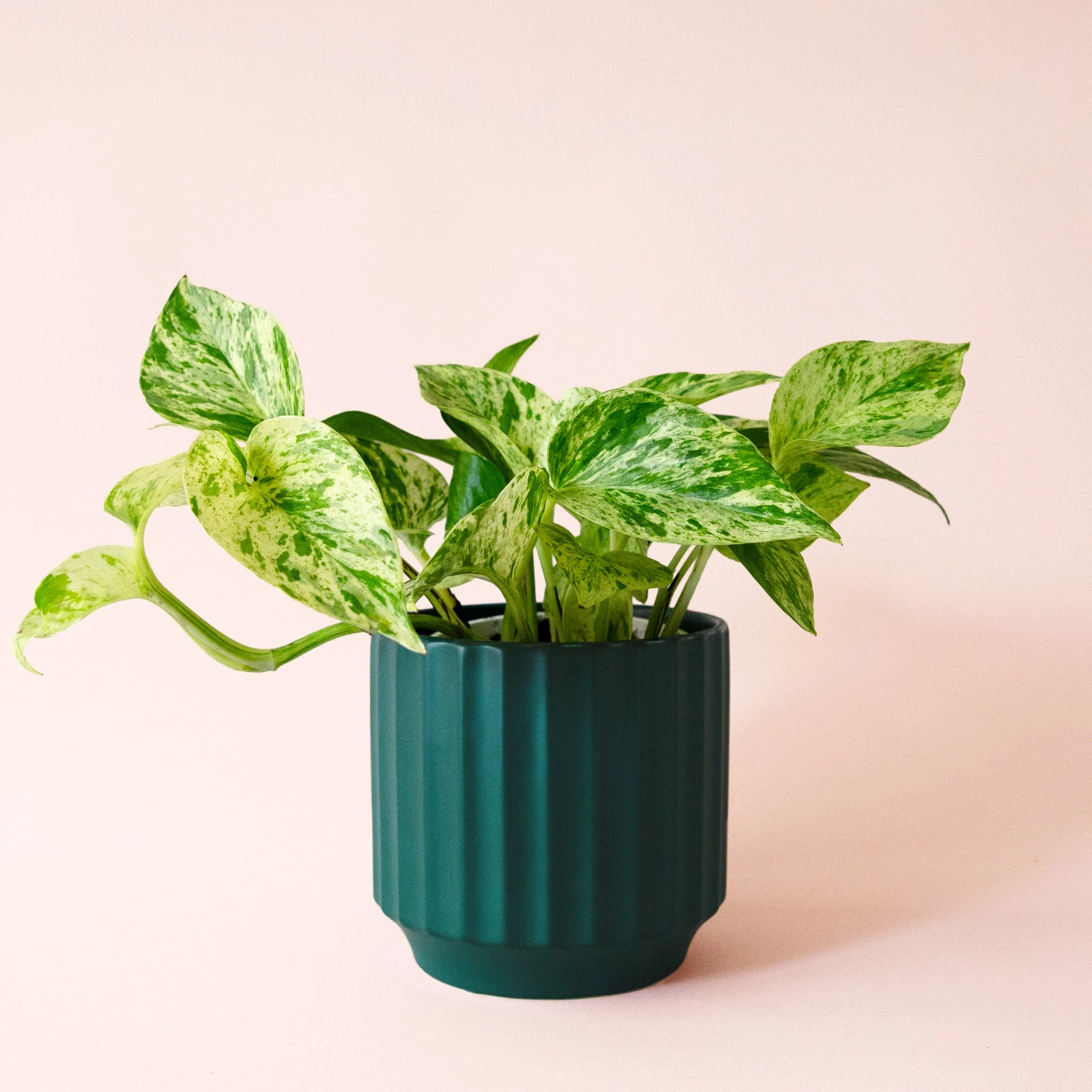 Pothos | Marble Queen - Image 26