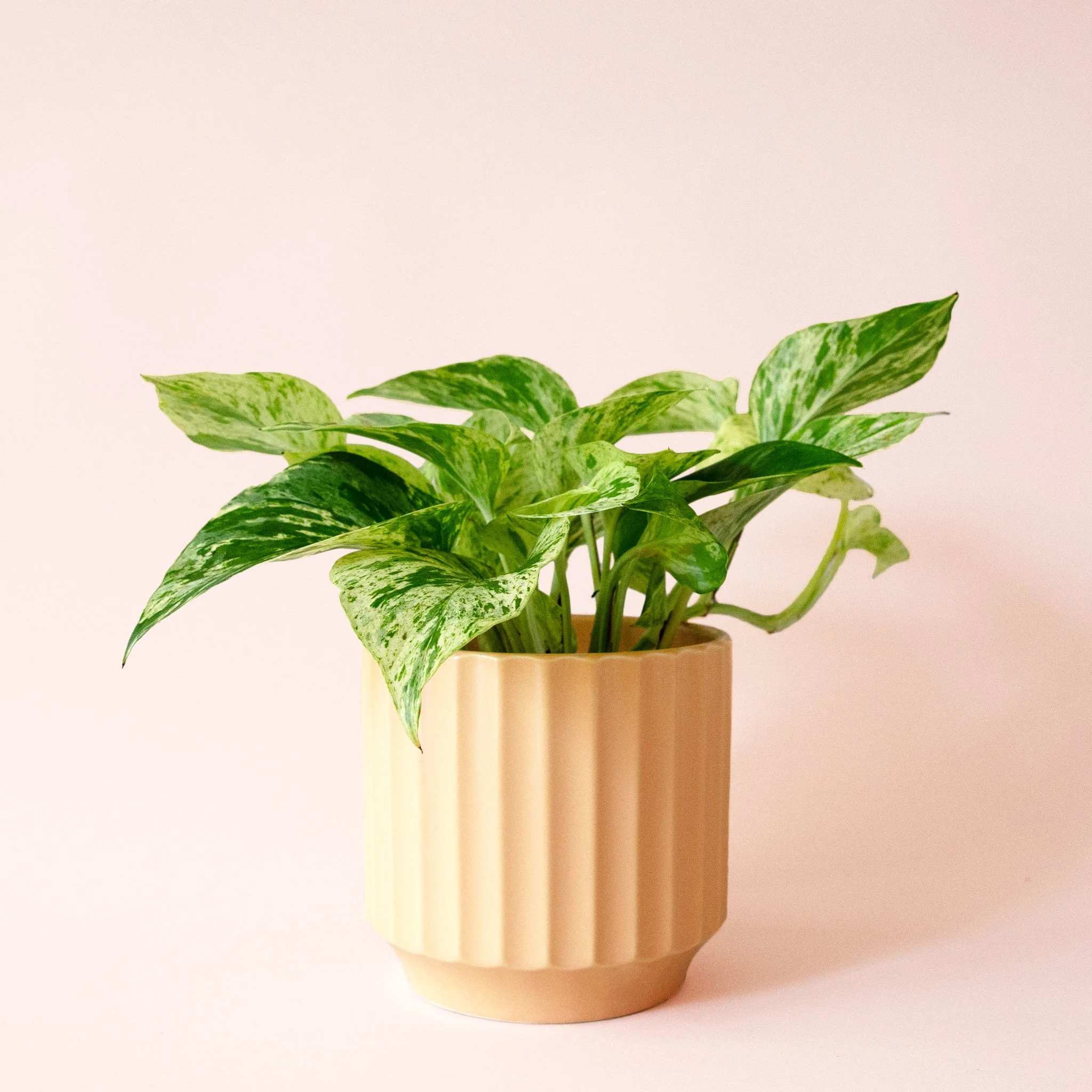 Pothos | Marble Queen - Image 27