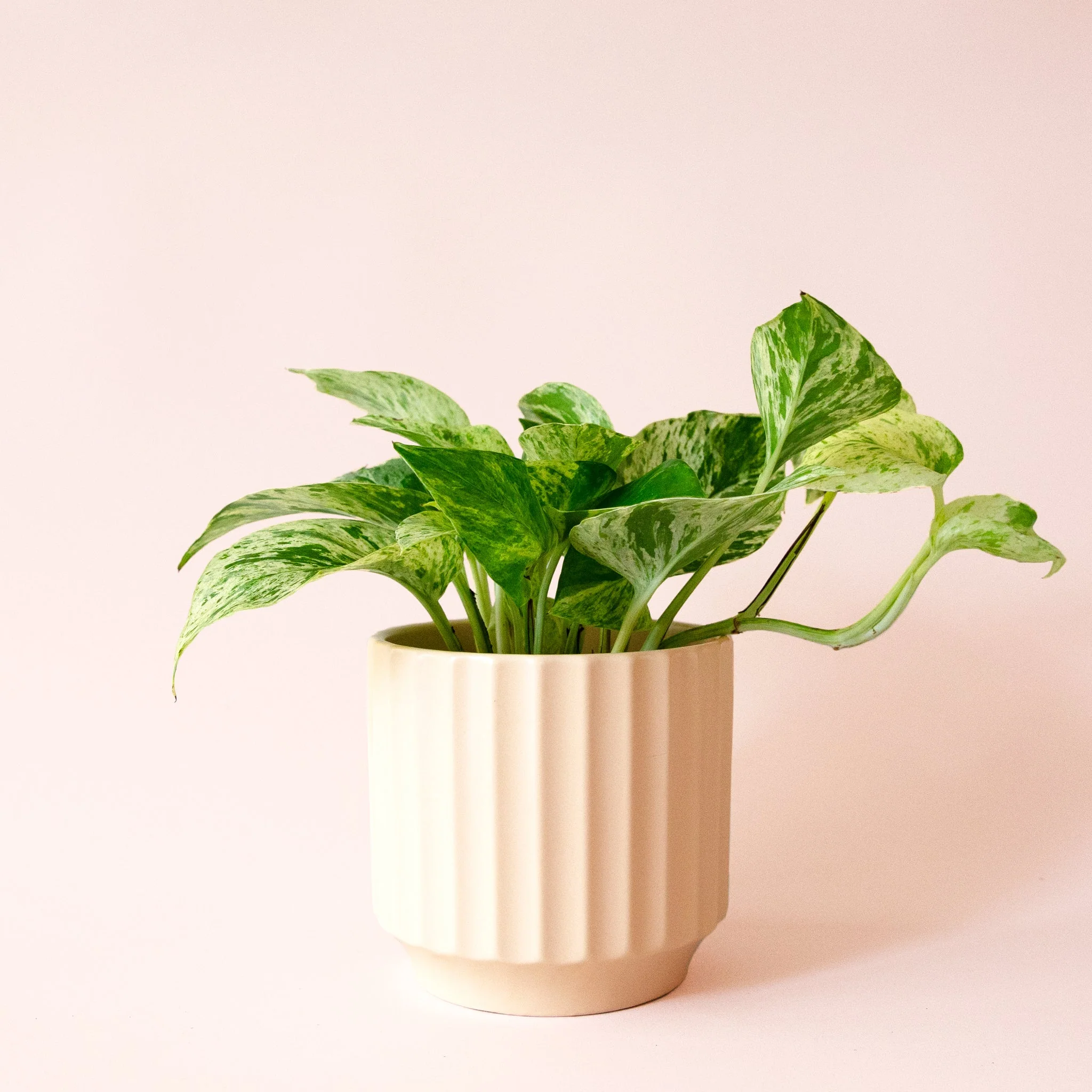 Pothos | Marble Queen - Image 28