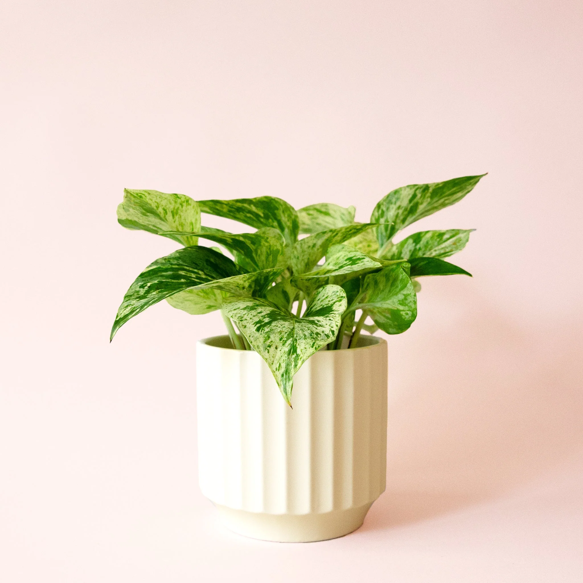 Pothos | Marble Queen - Image 29