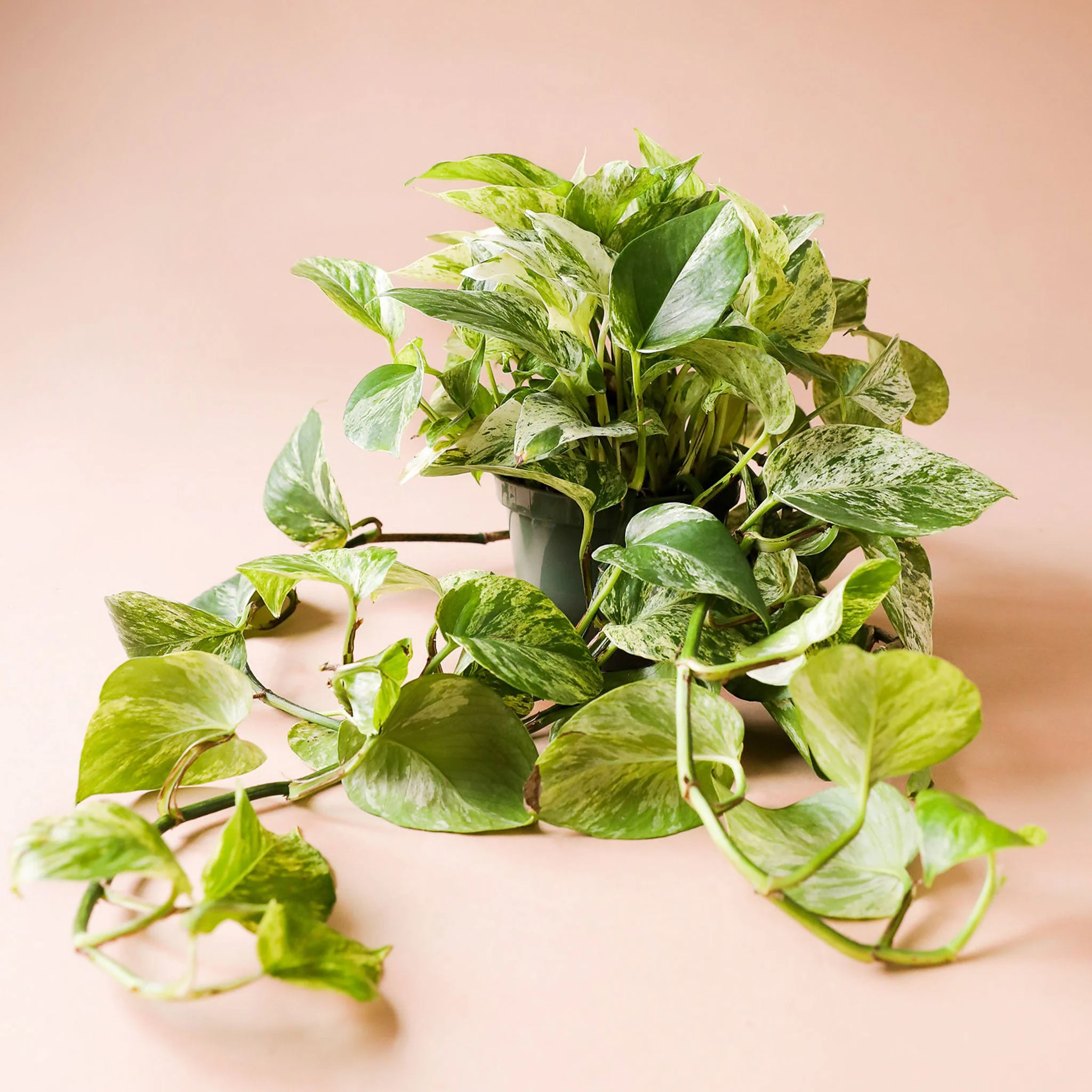 Pothos | Marble Queen - Image 3