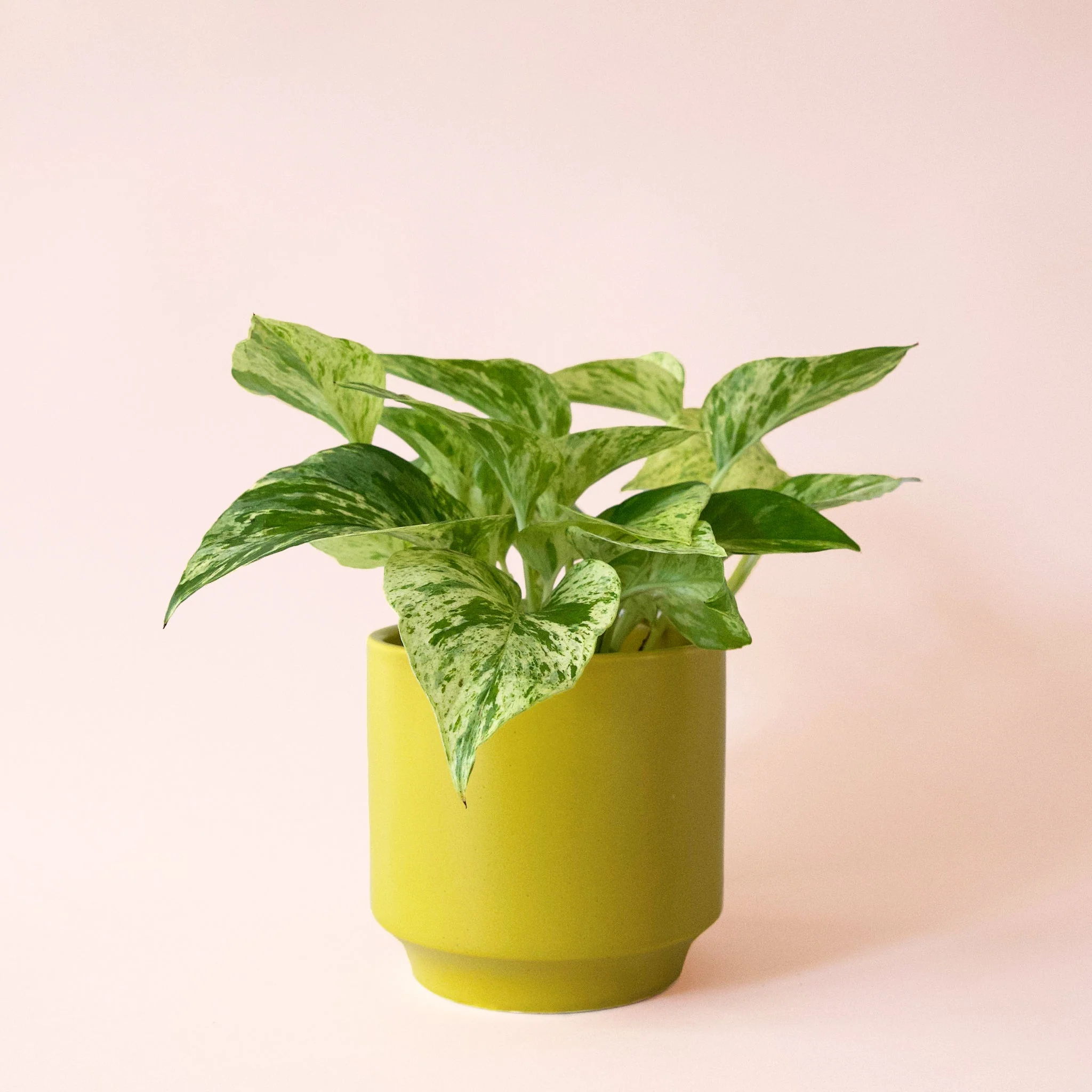 Pothos | Marble Queen - Image 30