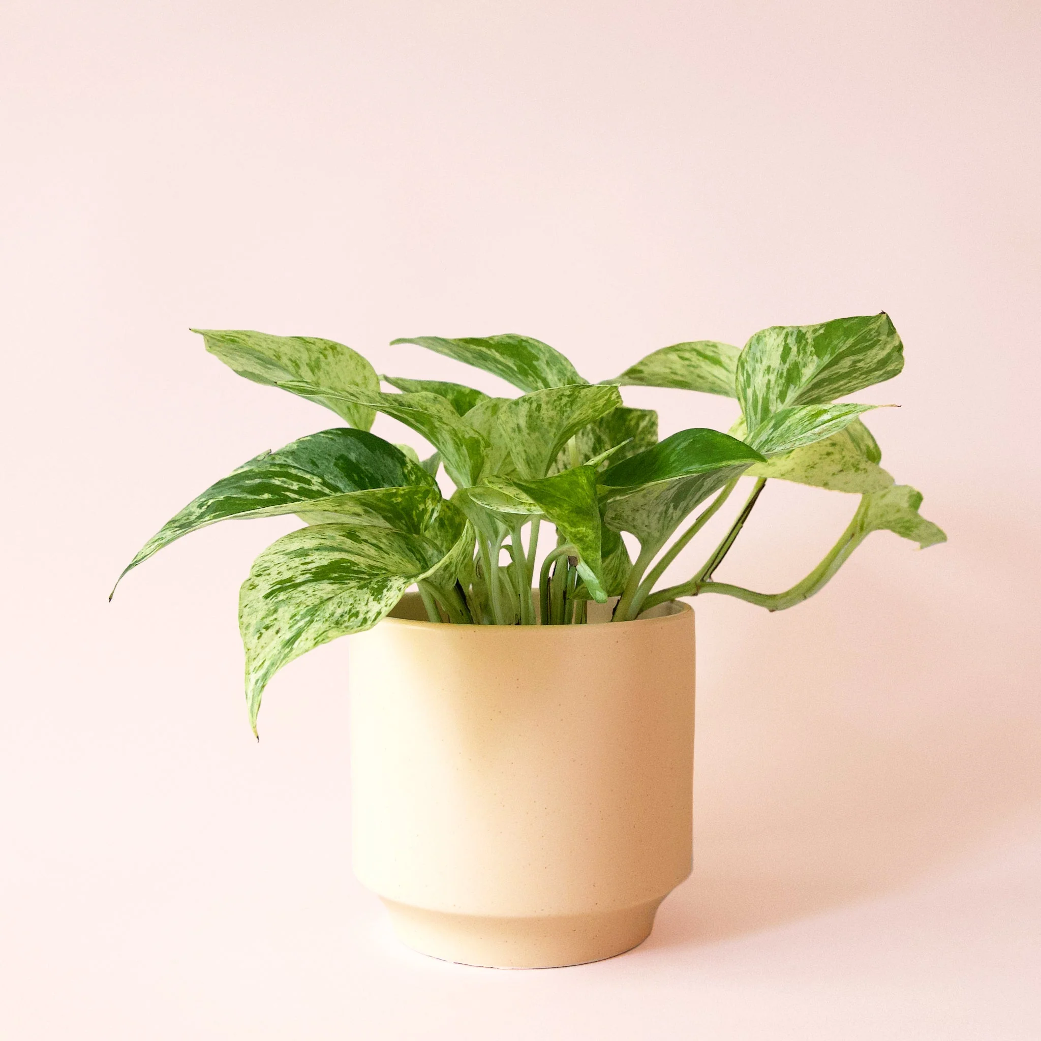 Pothos | Marble Queen - Image 32