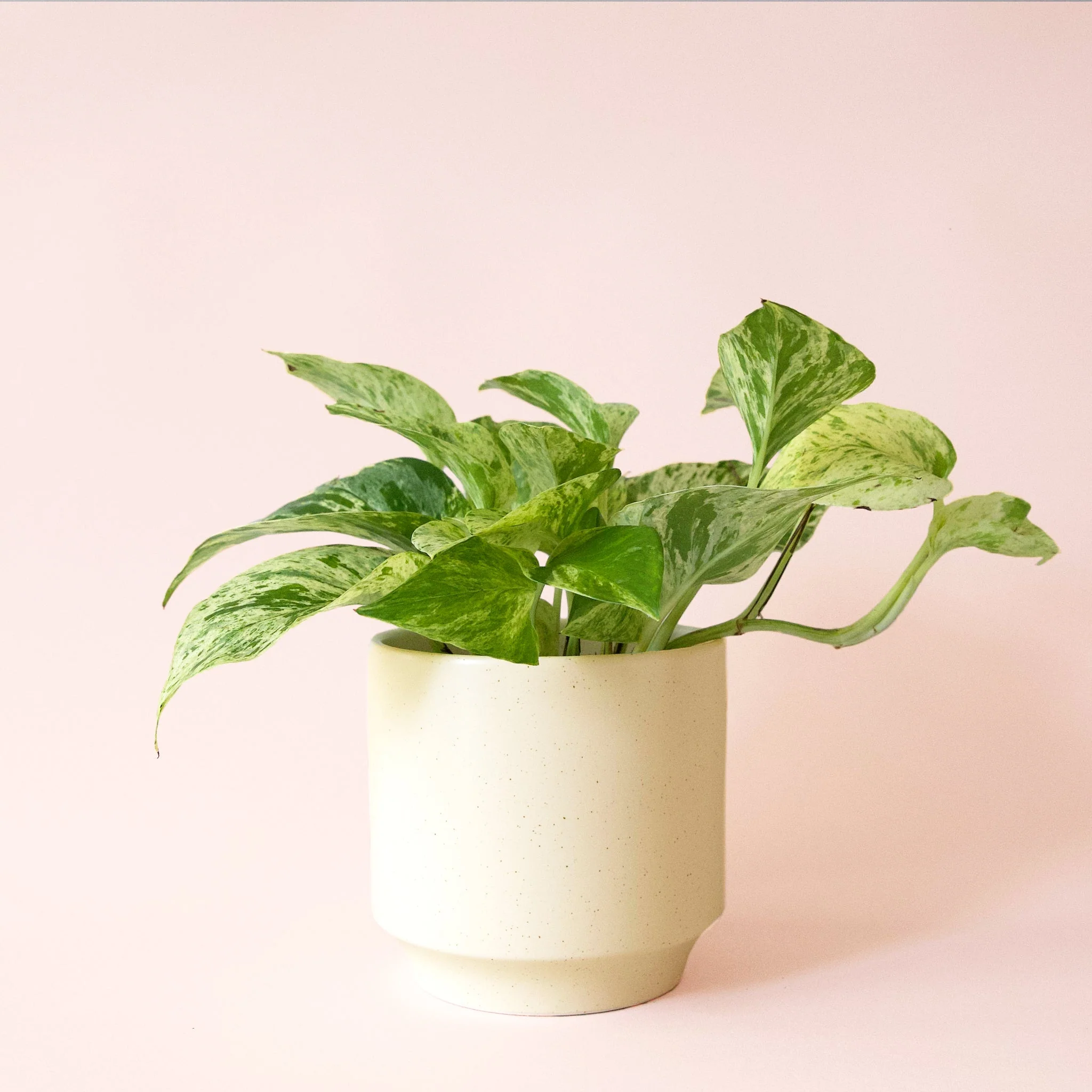 Pothos | Marble Queen - Image 33