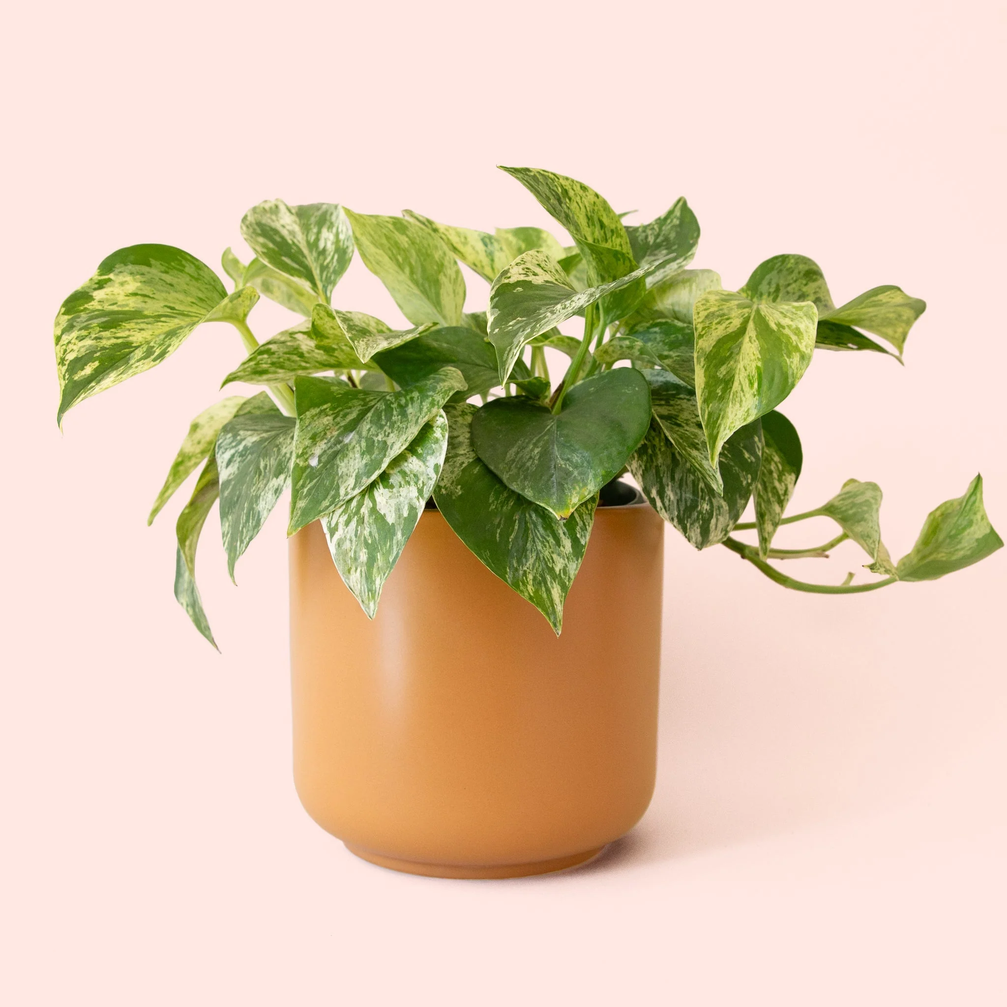 Pothos | Marble Queen - Image 4