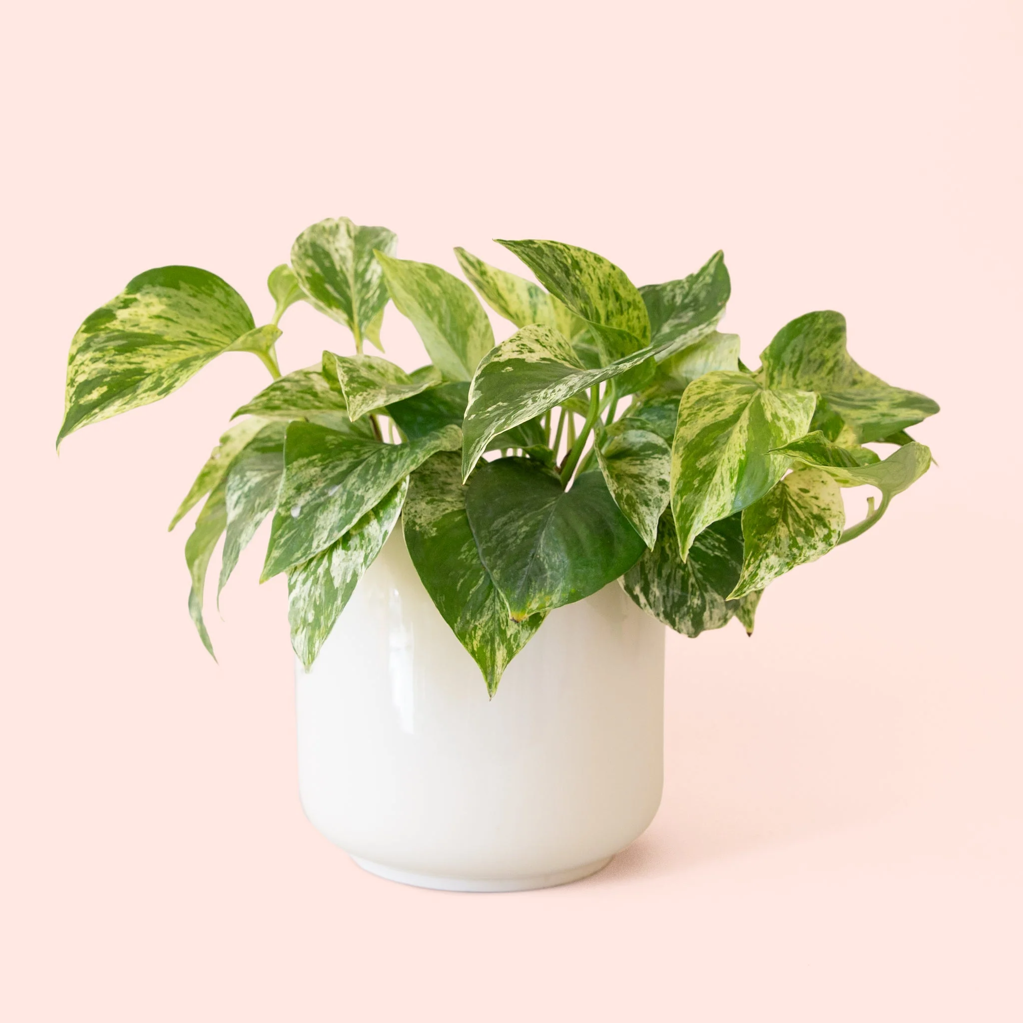 Pothos | Marble Queen - Image 5