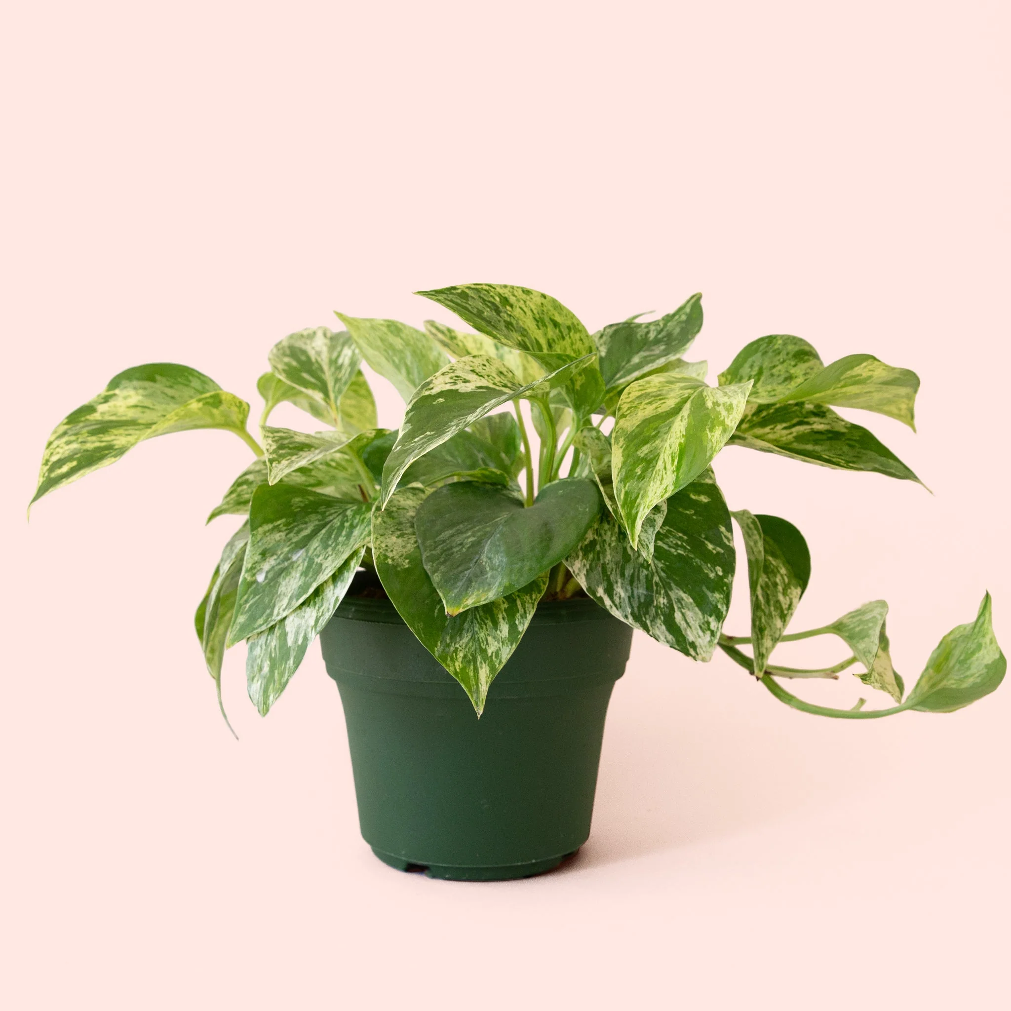 Pothos | Marble Queen - Image 6