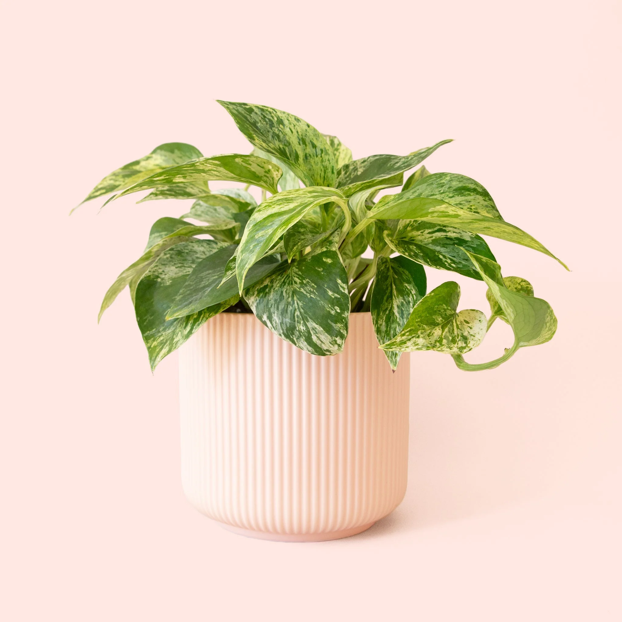Pothos | Marble Queen - Image 7