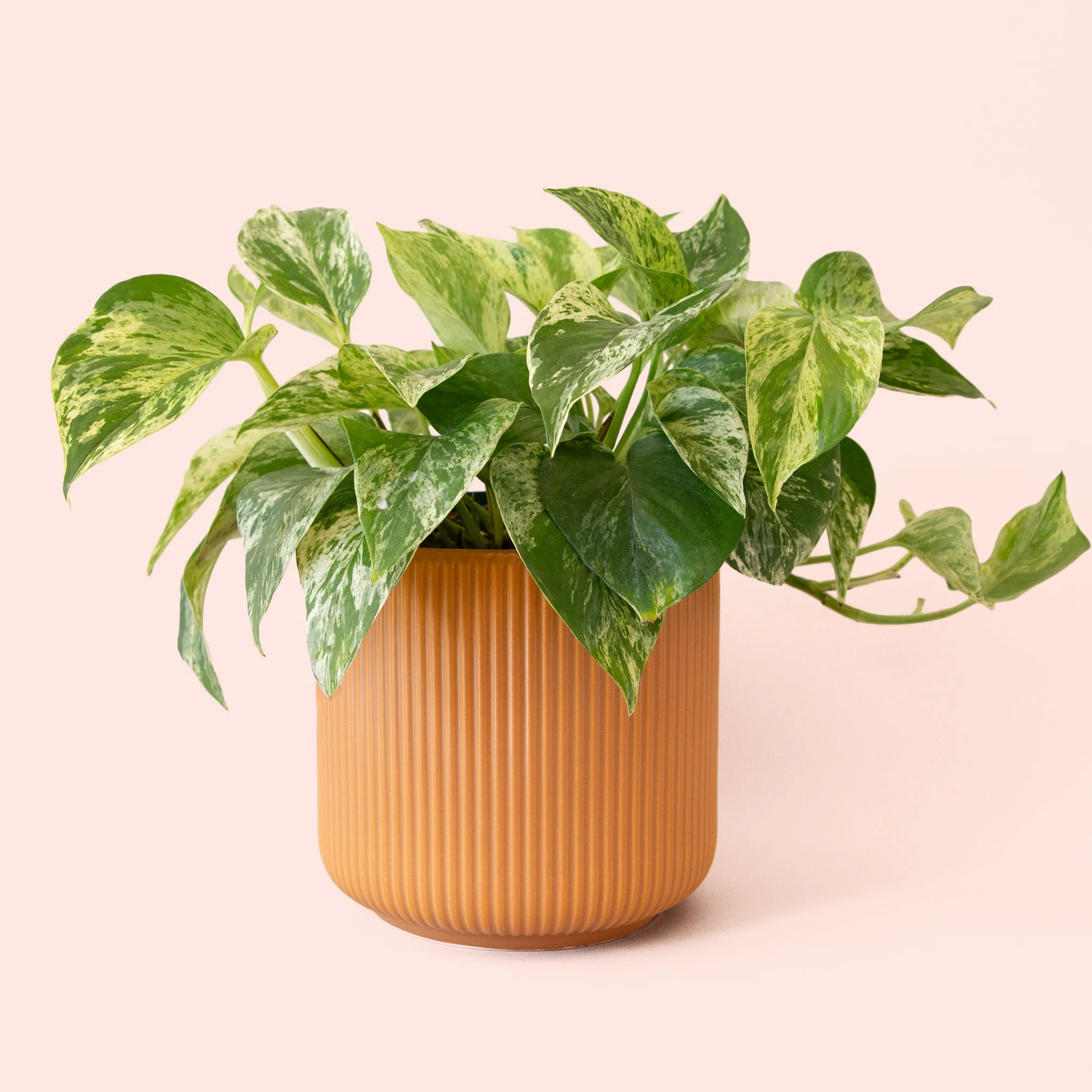 Pothos | Marble Queen - Image 8