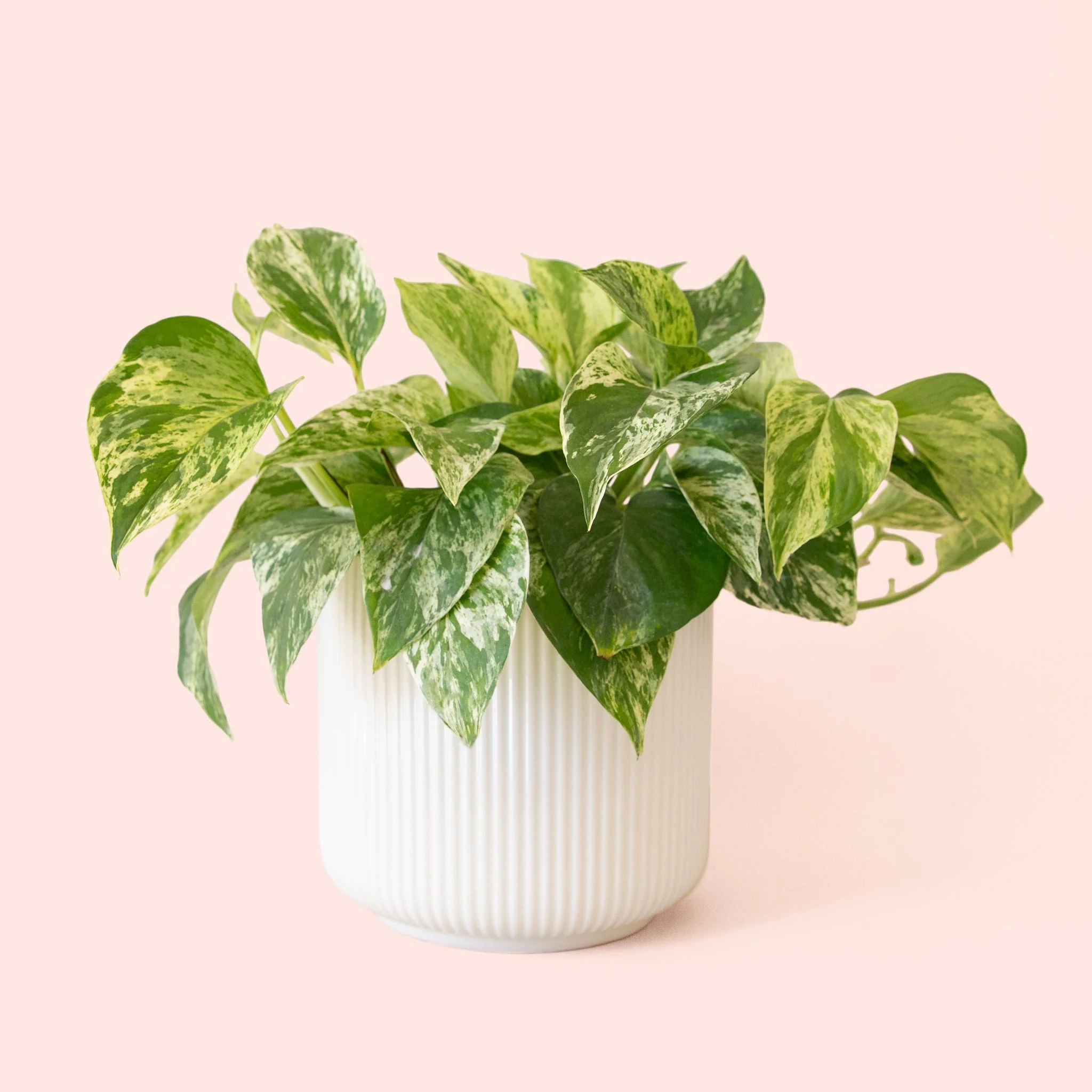 Pothos | Marble Queen - Image 9