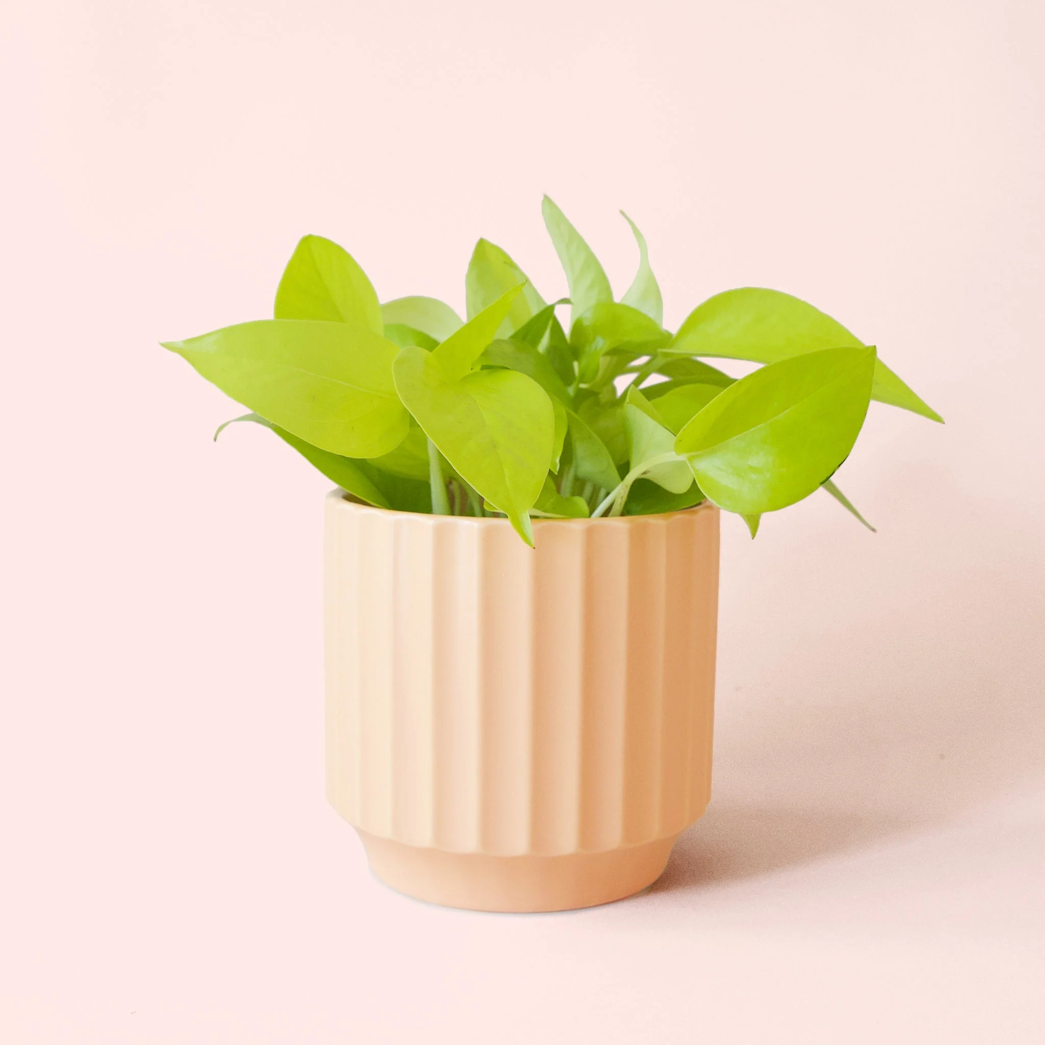 Pothos | Neon - Image 10