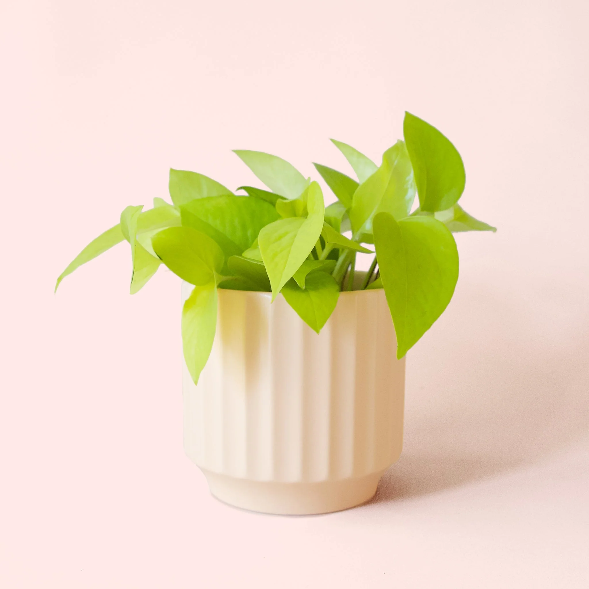 Pothos | Neon - Image 11