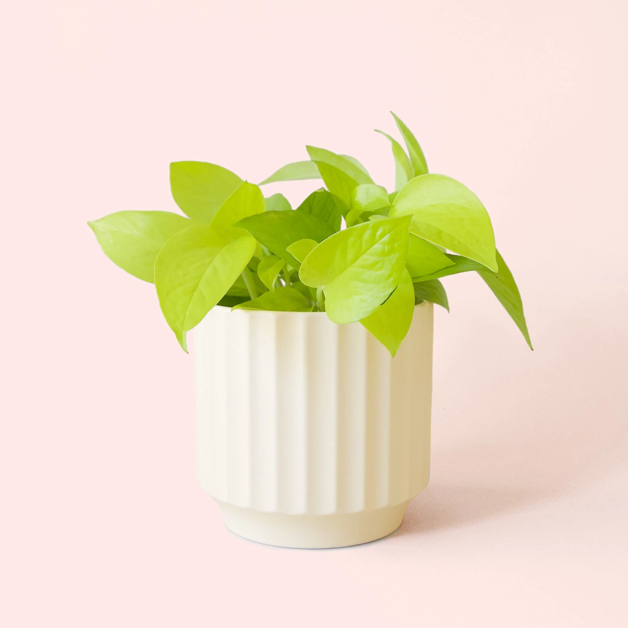 Pothos | Neon - Image 12