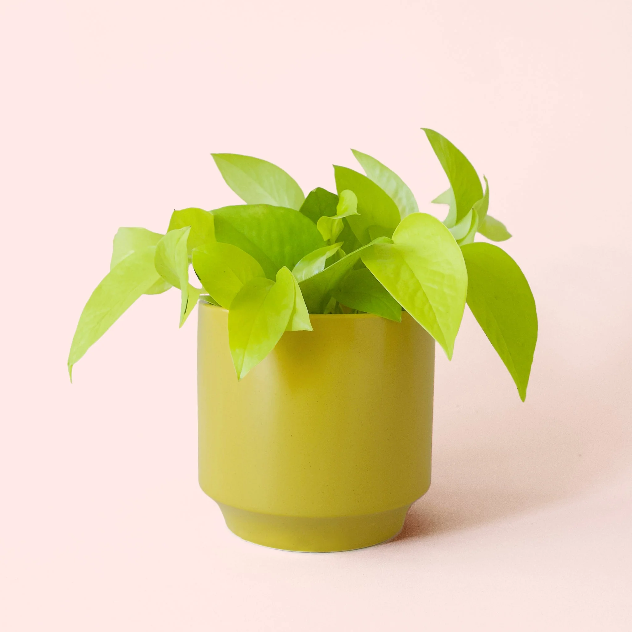 Pothos | Neon - Image 13
