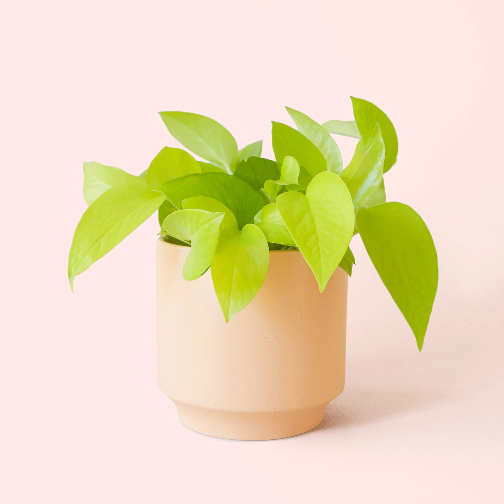 Pothos | Neon - Image 14