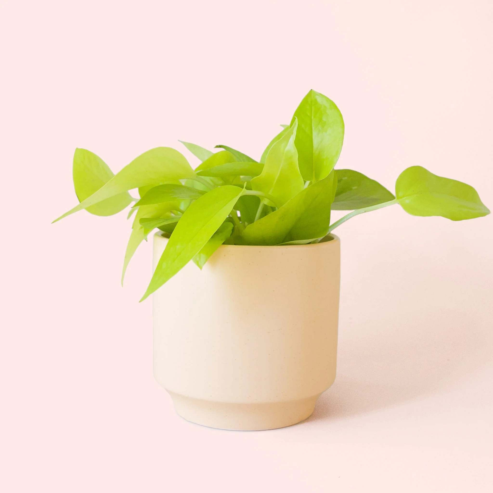 Pothos | Neon - Image 15