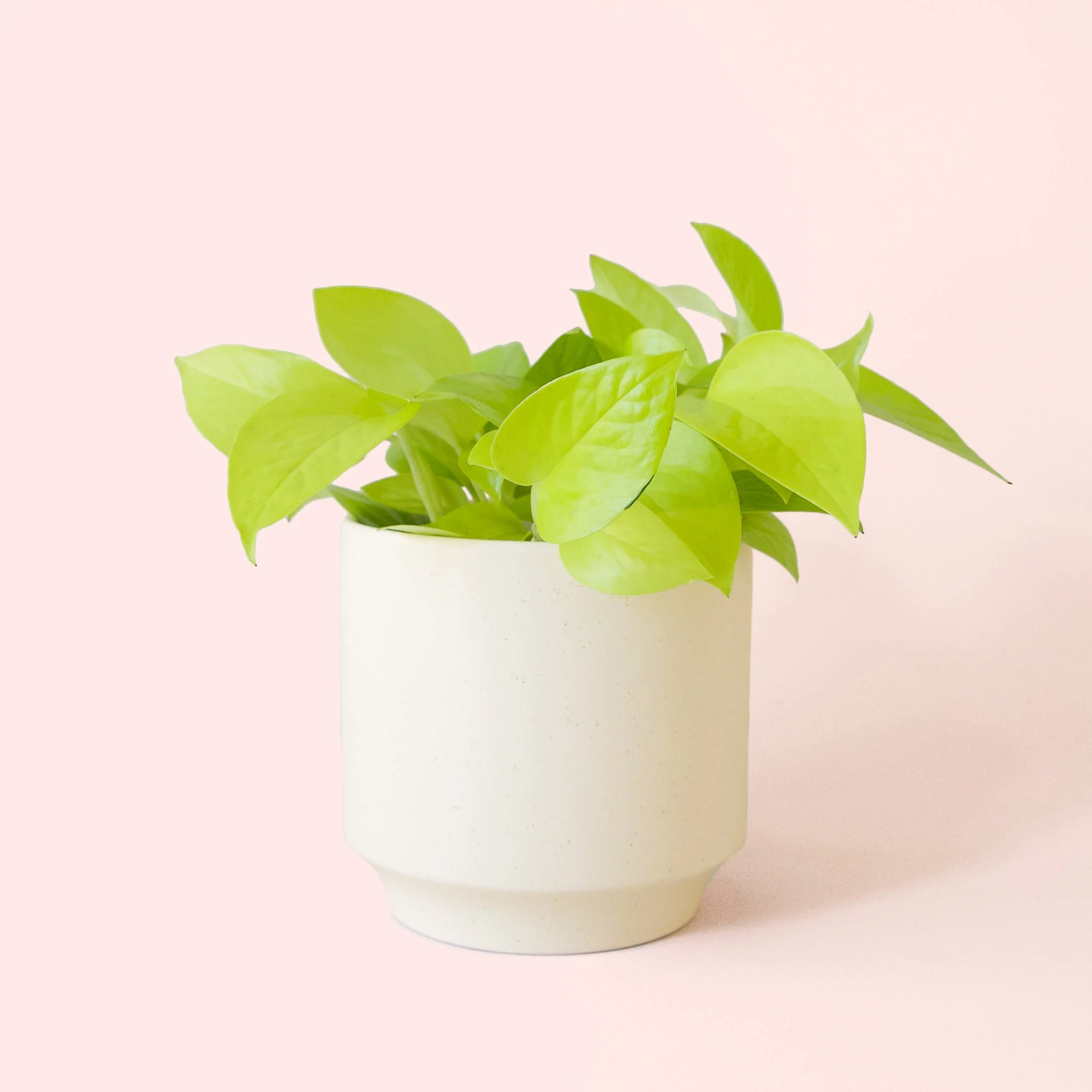 Pothos | Neon - Image 16