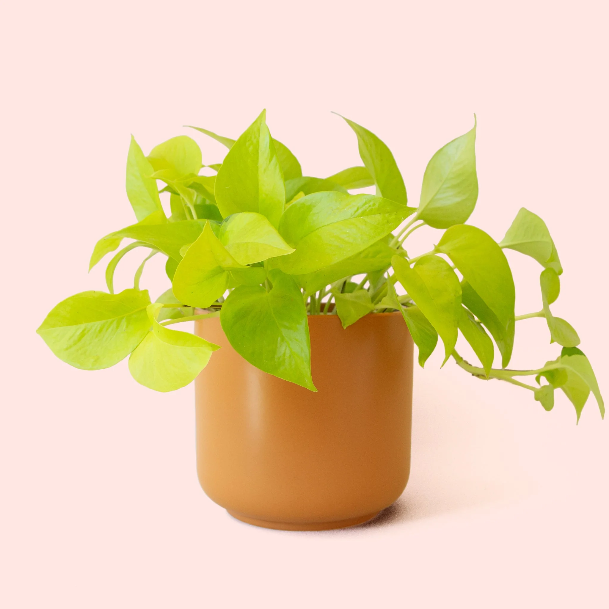 Pothos | Neon - Image 17