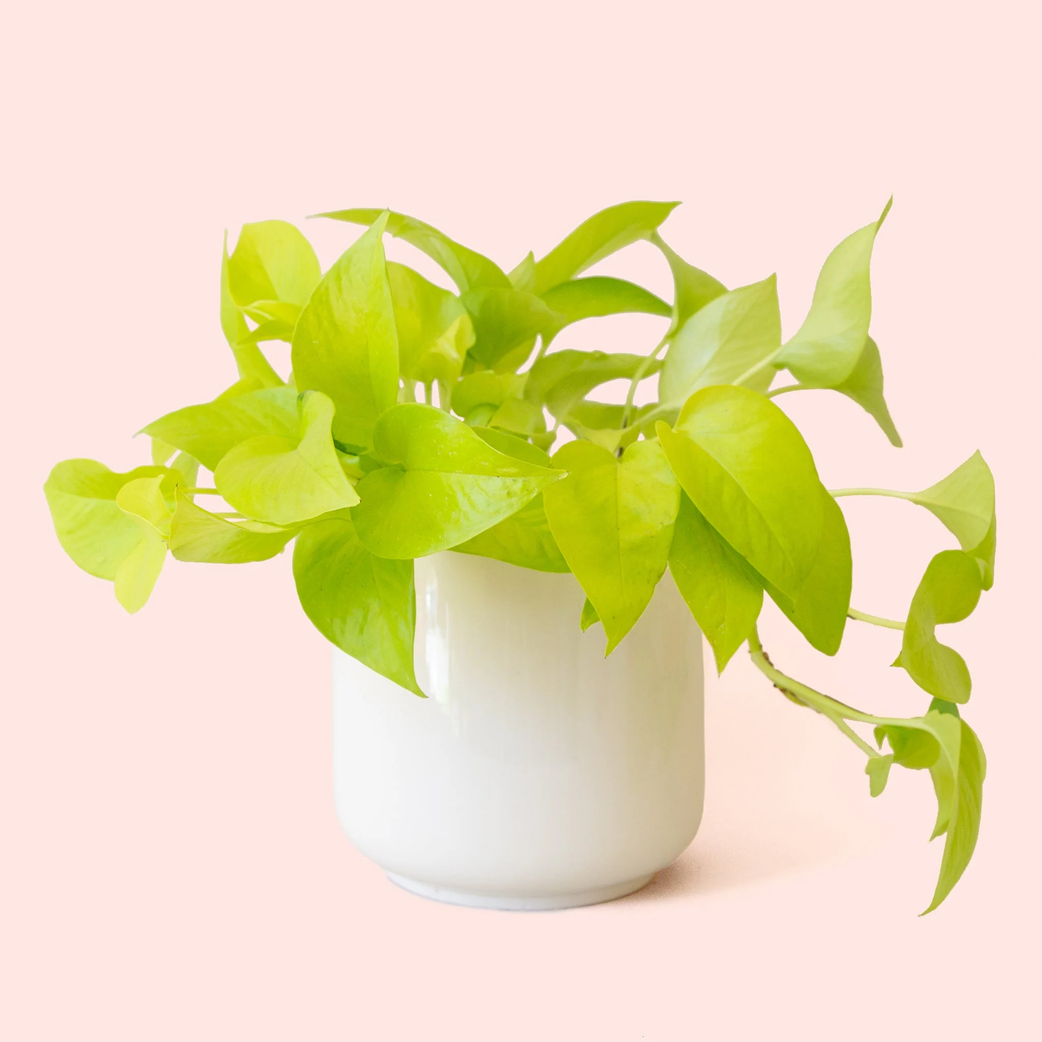 Pothos | Neon - Image 18