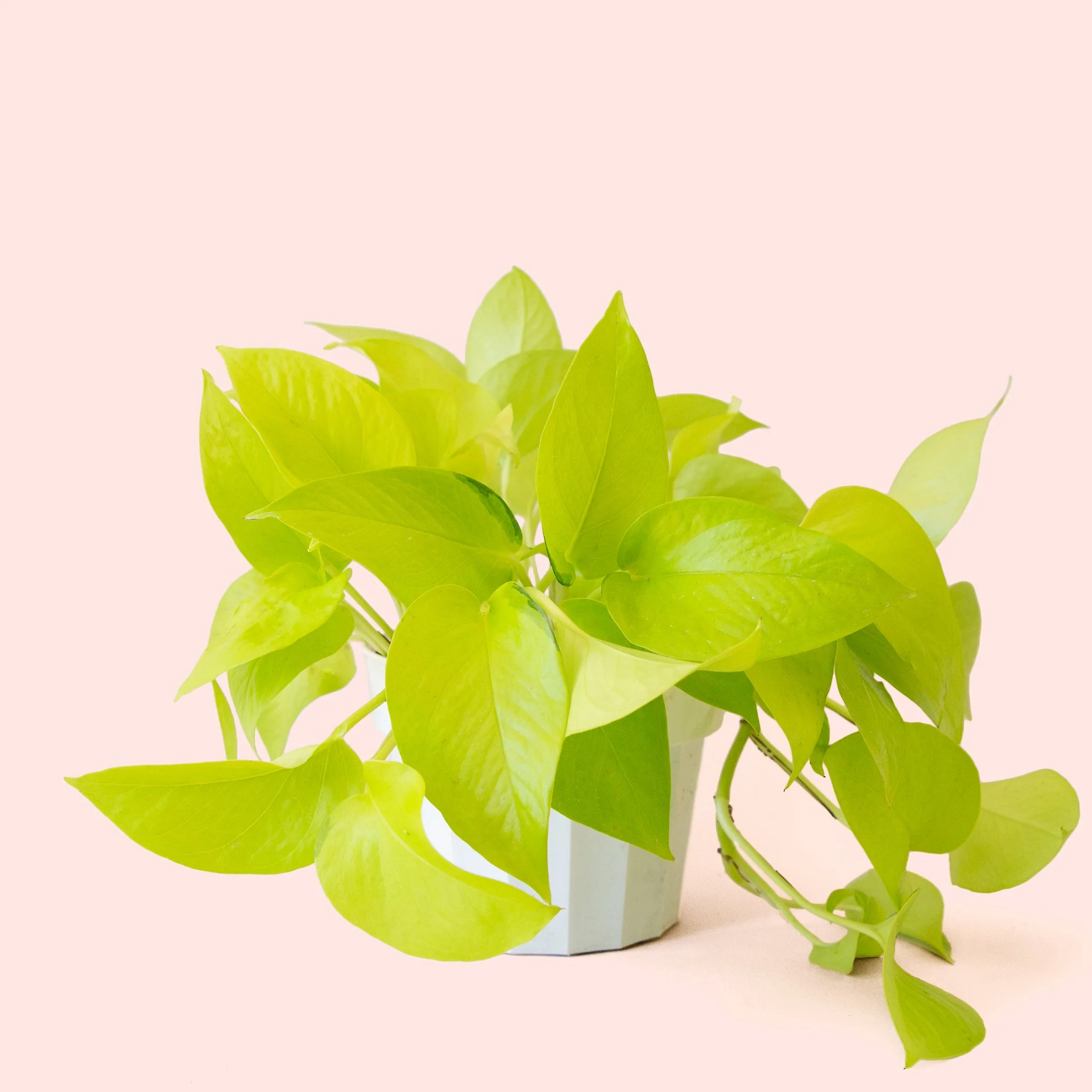 Pothos | Neon - Image 19