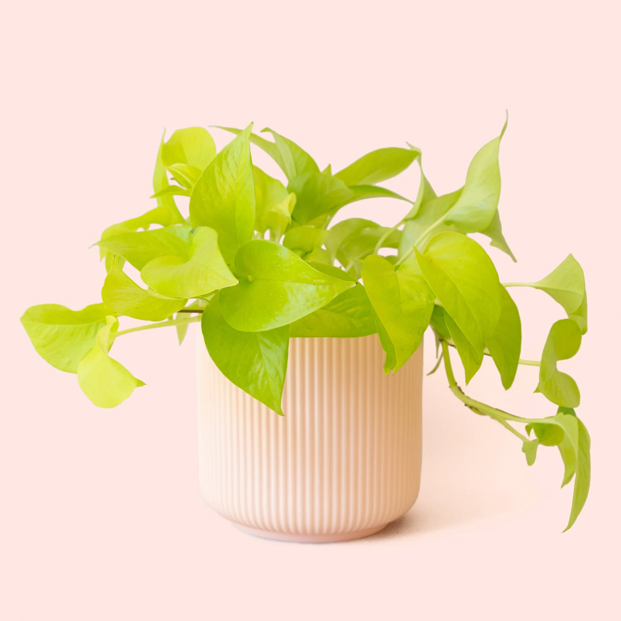 Pothos | Neon - Image 20
