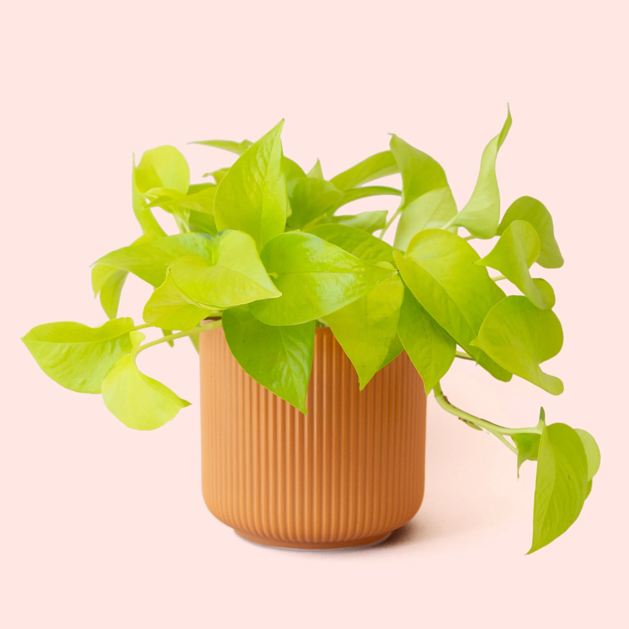 Pothos | Neon - Image 21