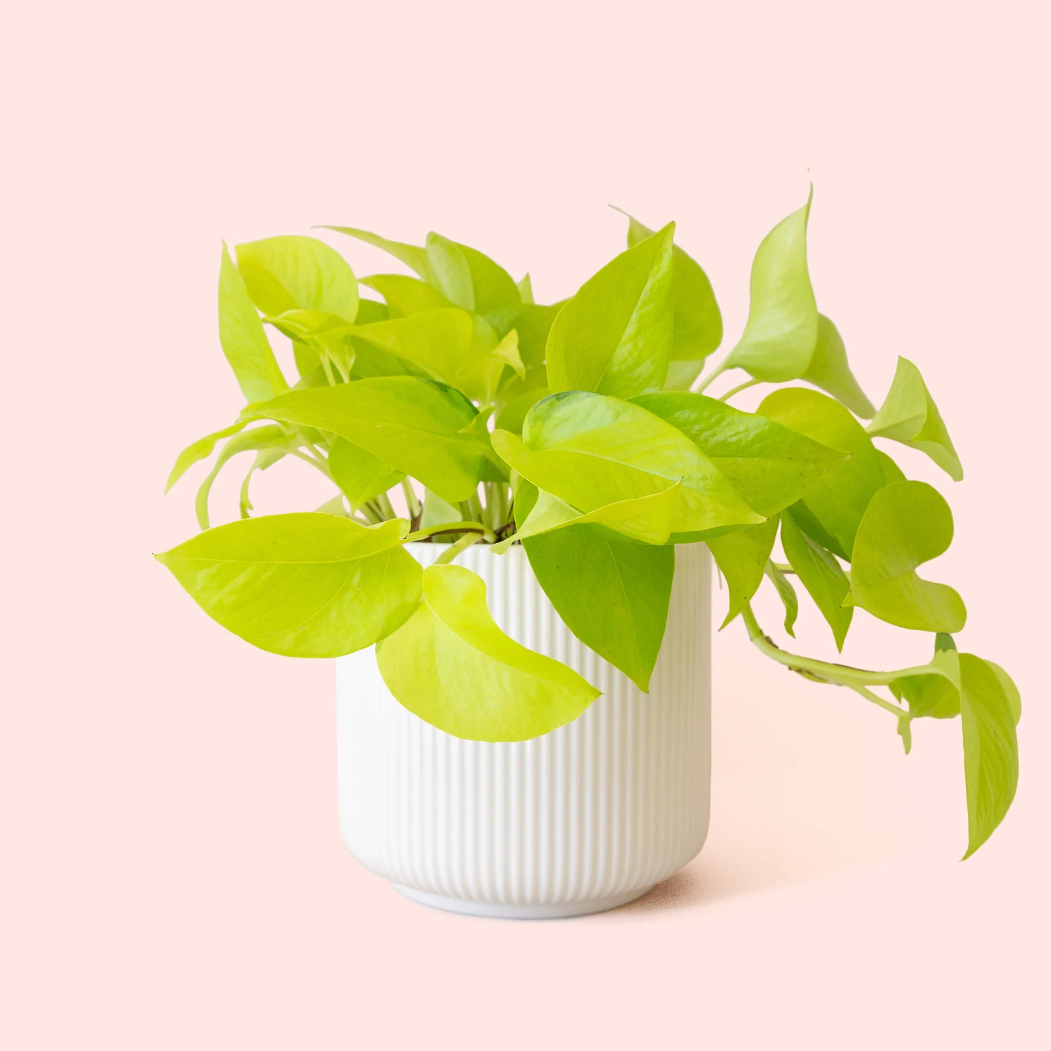 Pothos | Neon - Image 22