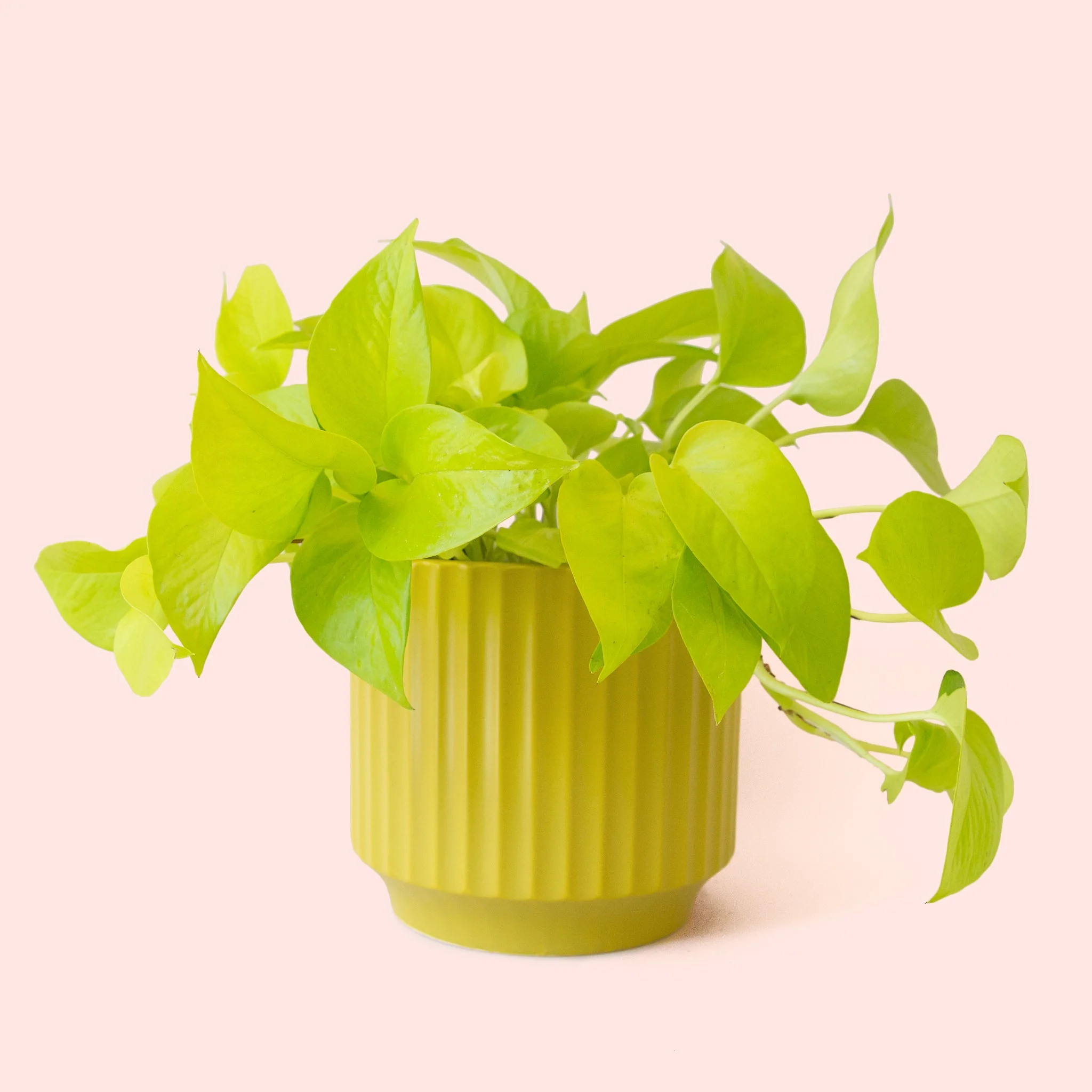Pothos | Neon - Image 23