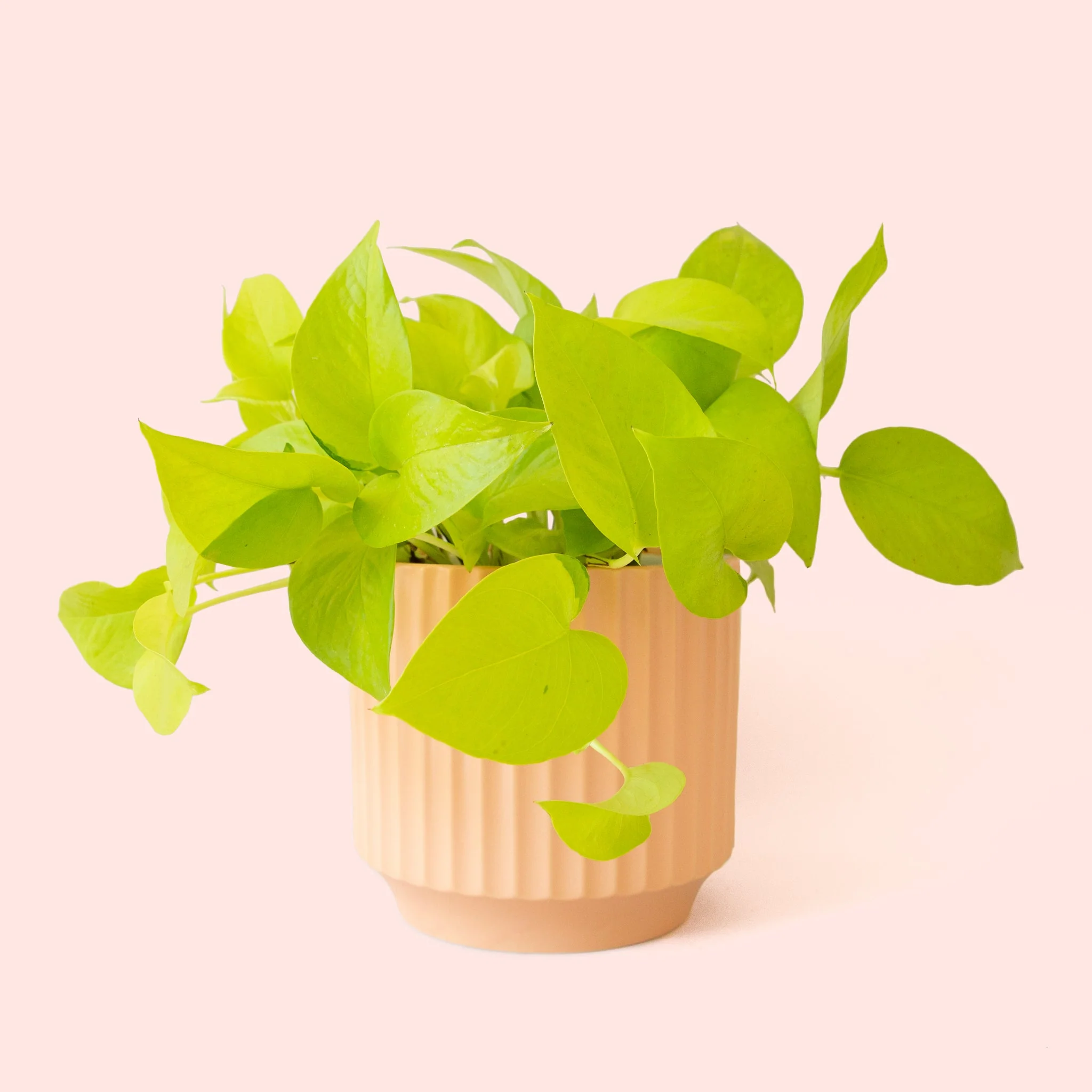 Pothos | Neon - Image 25