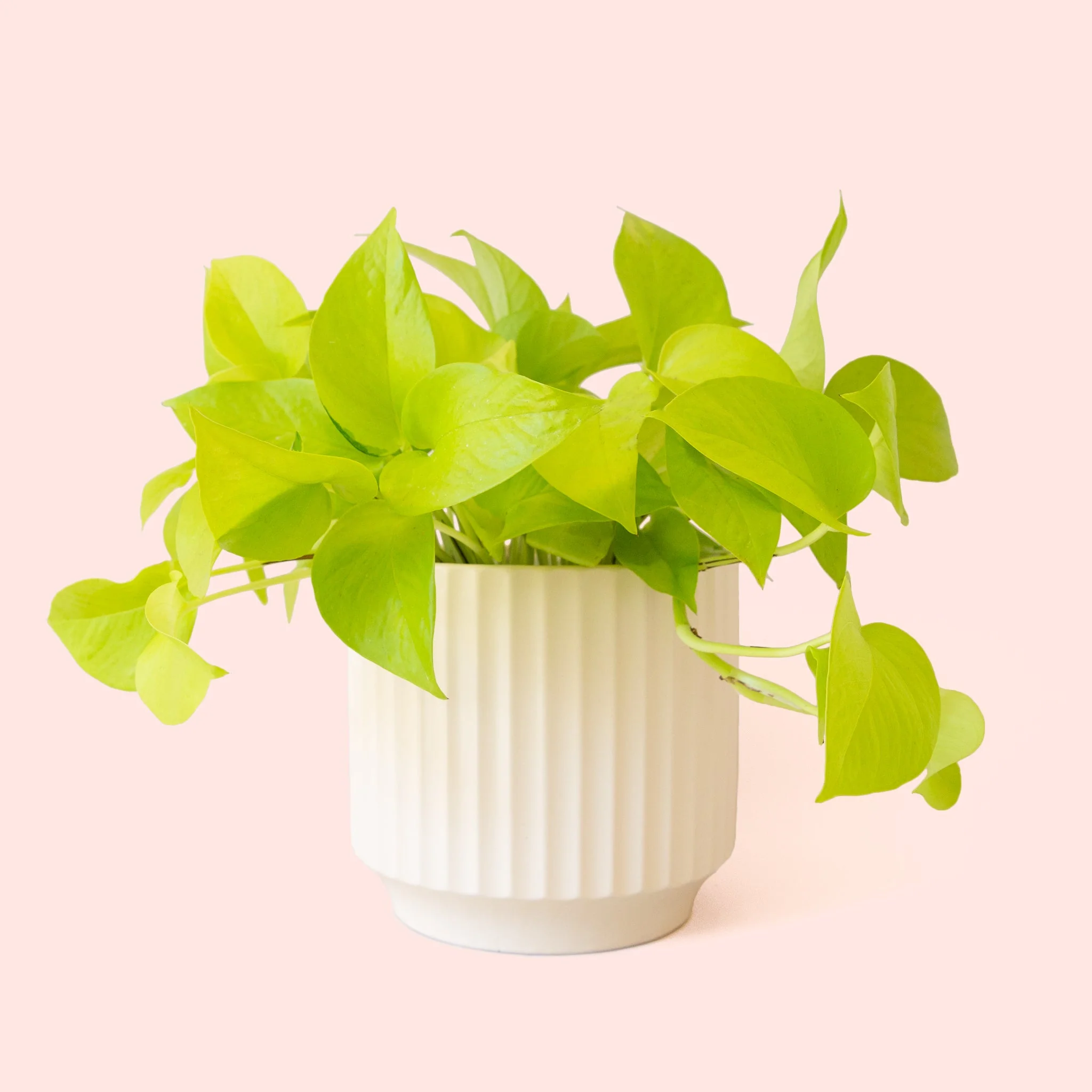 Pothos | Neon - Image 26