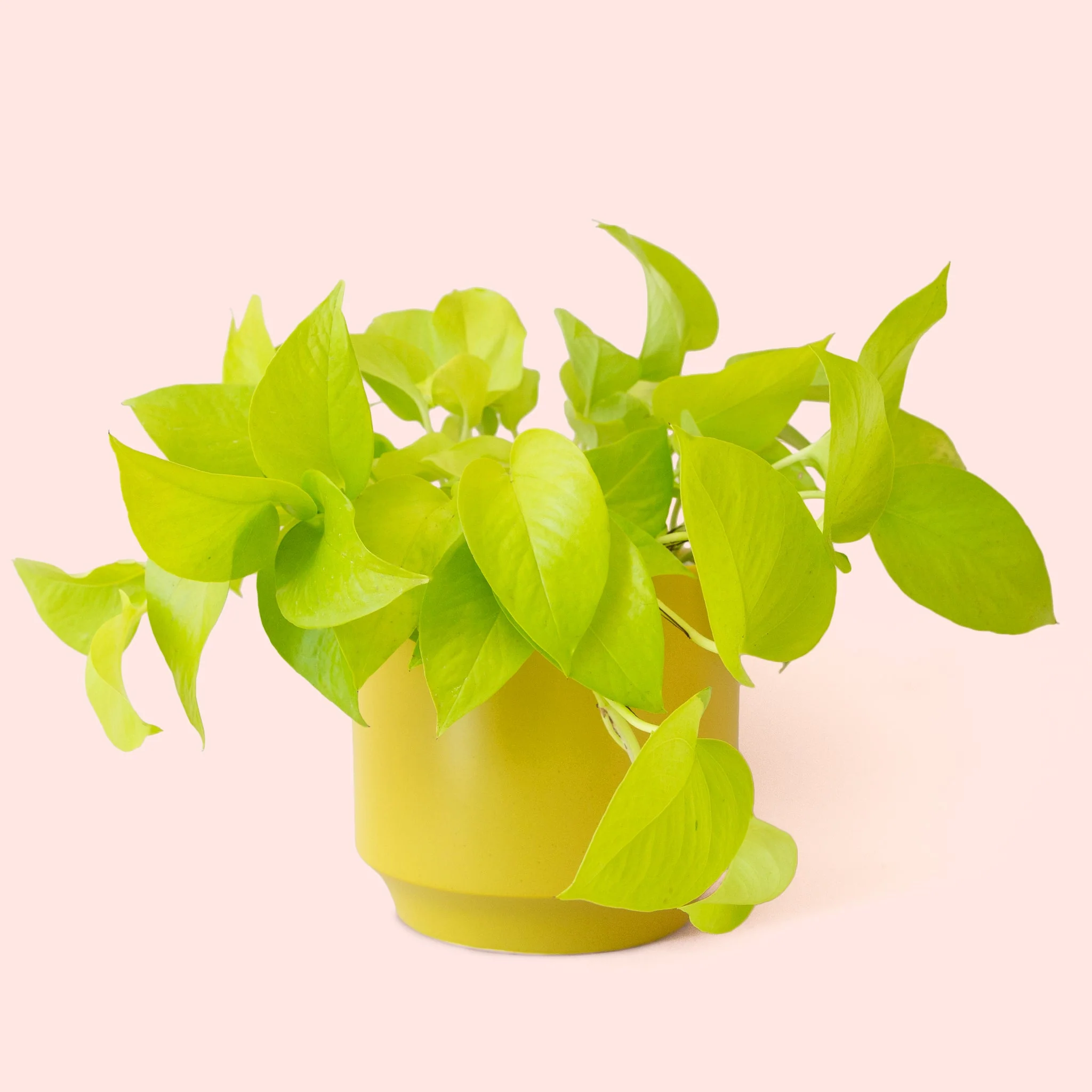 Pothos | Neon - Image 27
