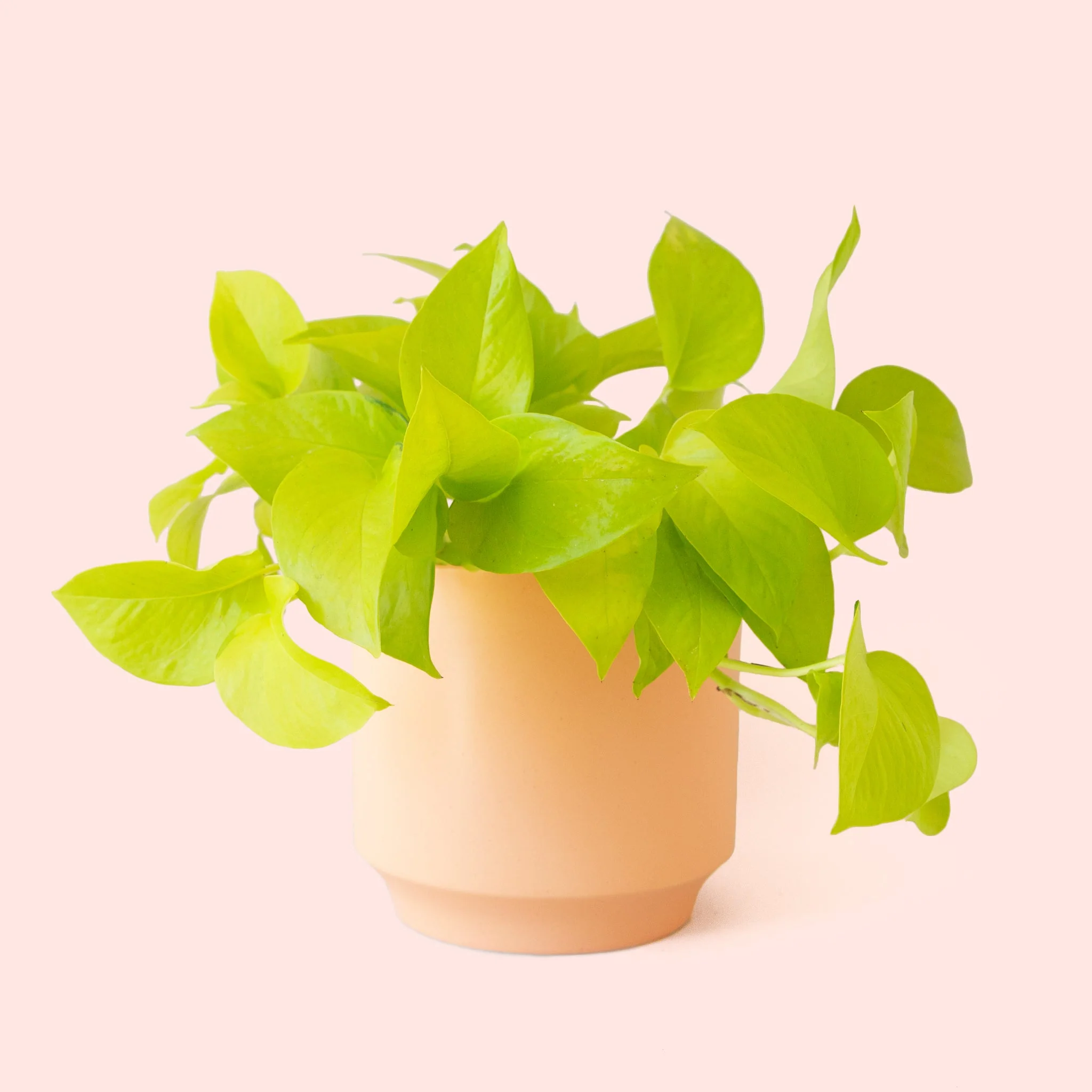 Pothos | Neon - Image 28