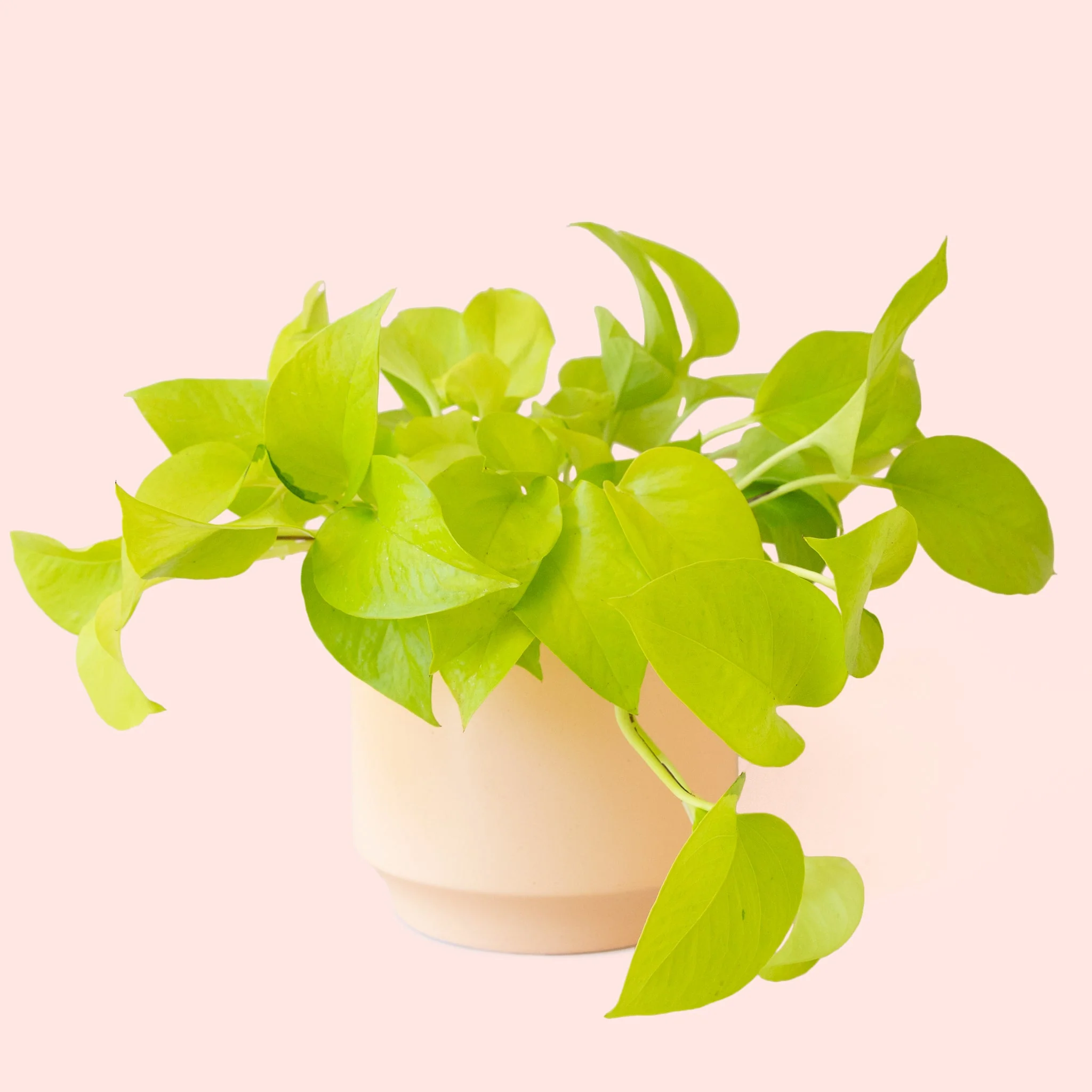 Pothos | Neon - Image 29