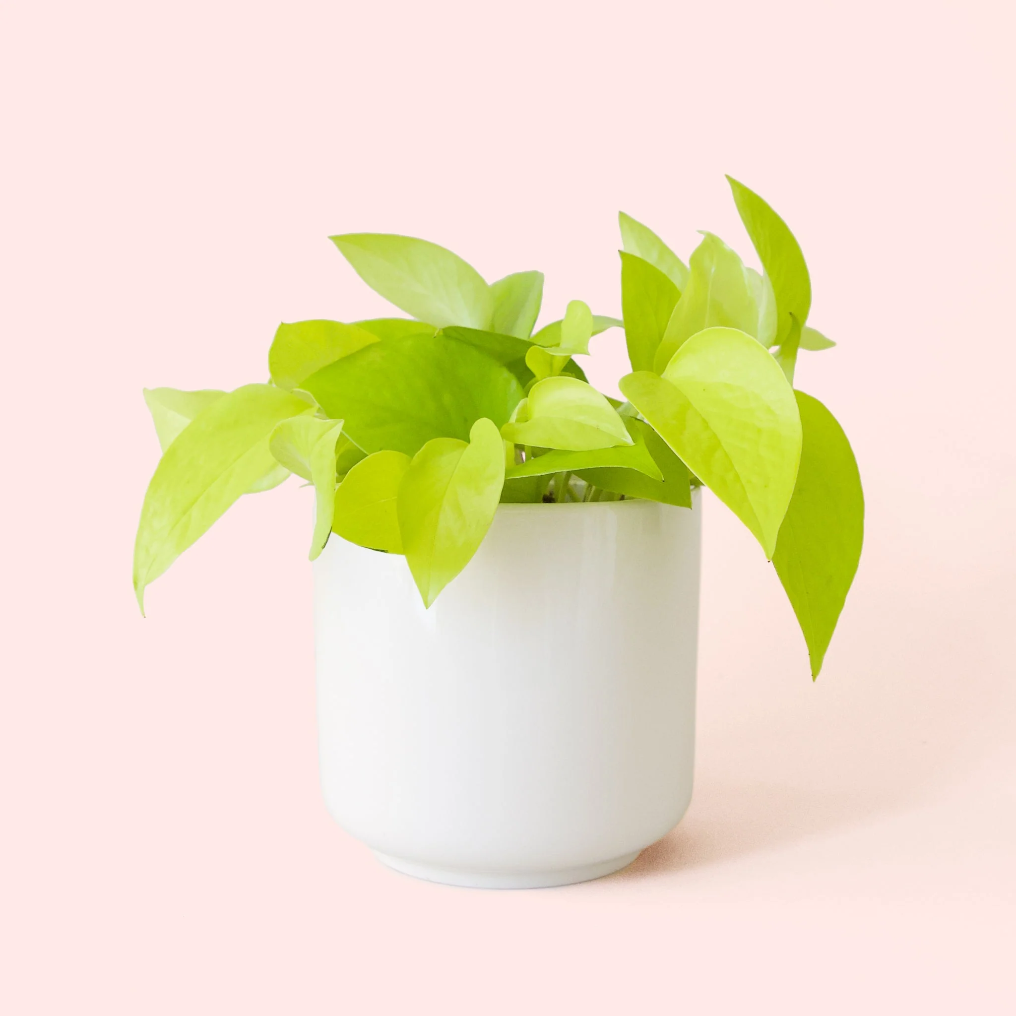 Pothos | Neon - Image 3