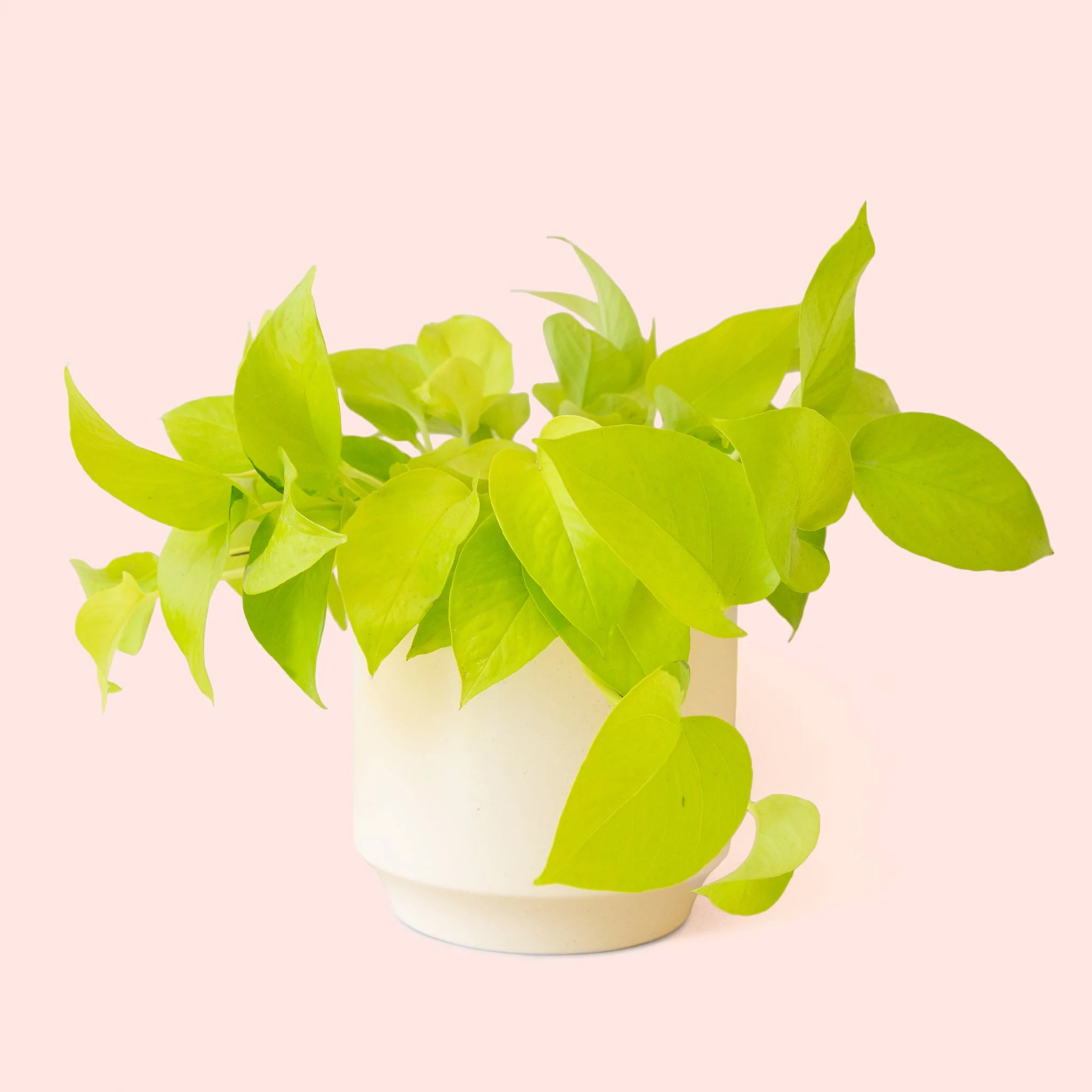 Pothos | Neon - Image 30