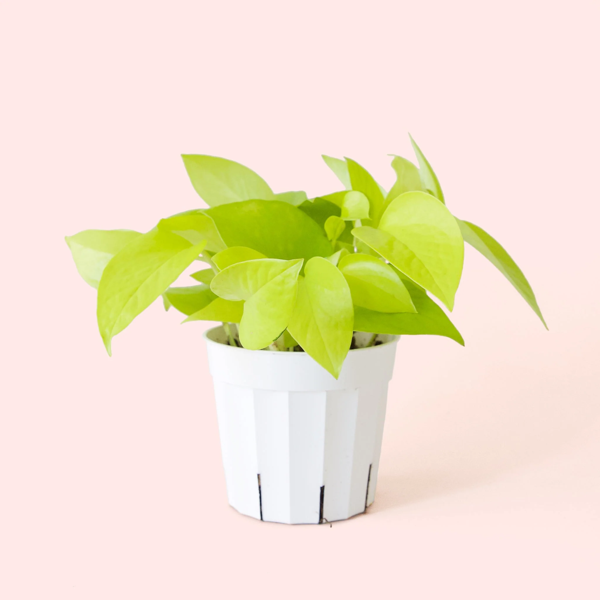 Pothos | Neon - Image 4