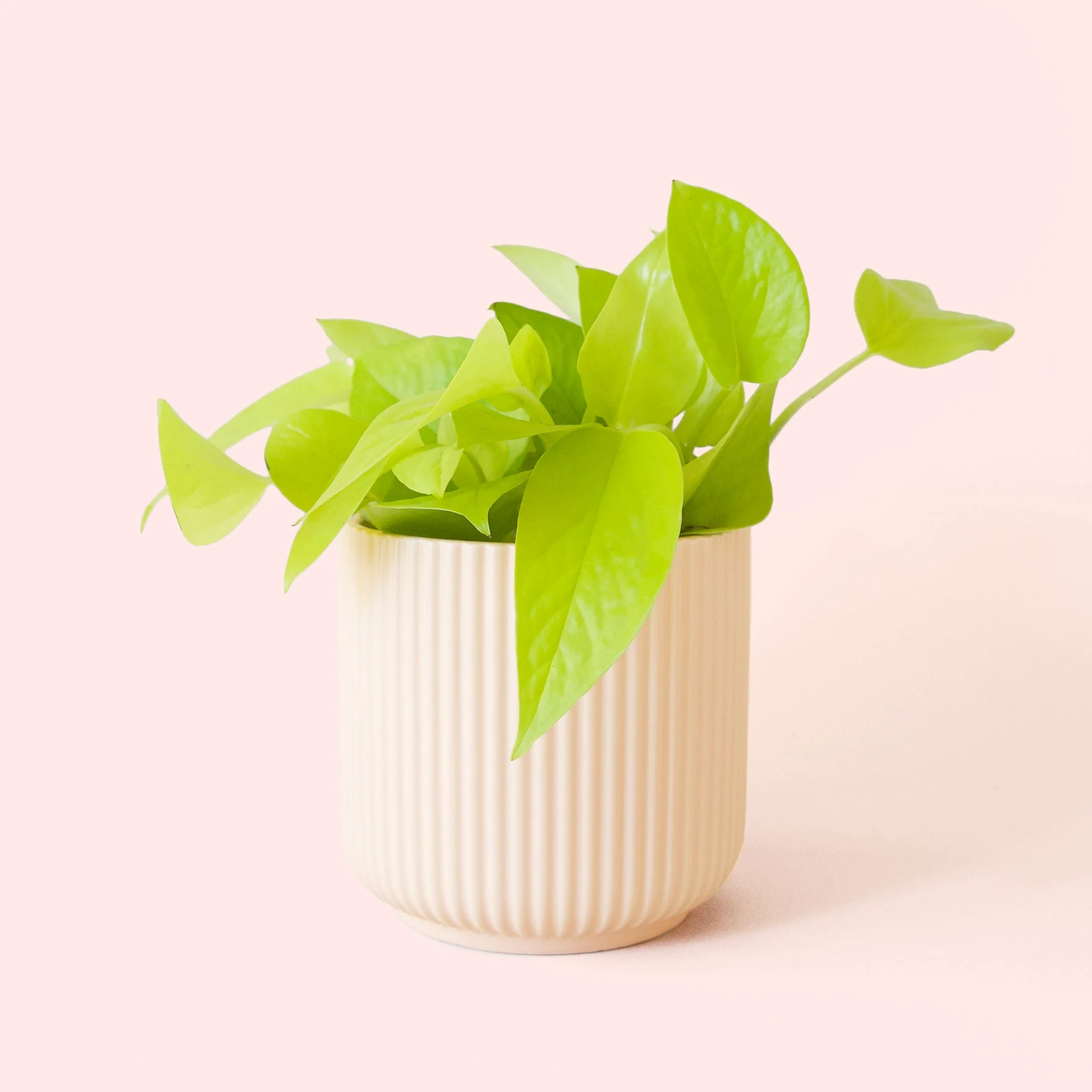 Pothos | Neon - Image 5