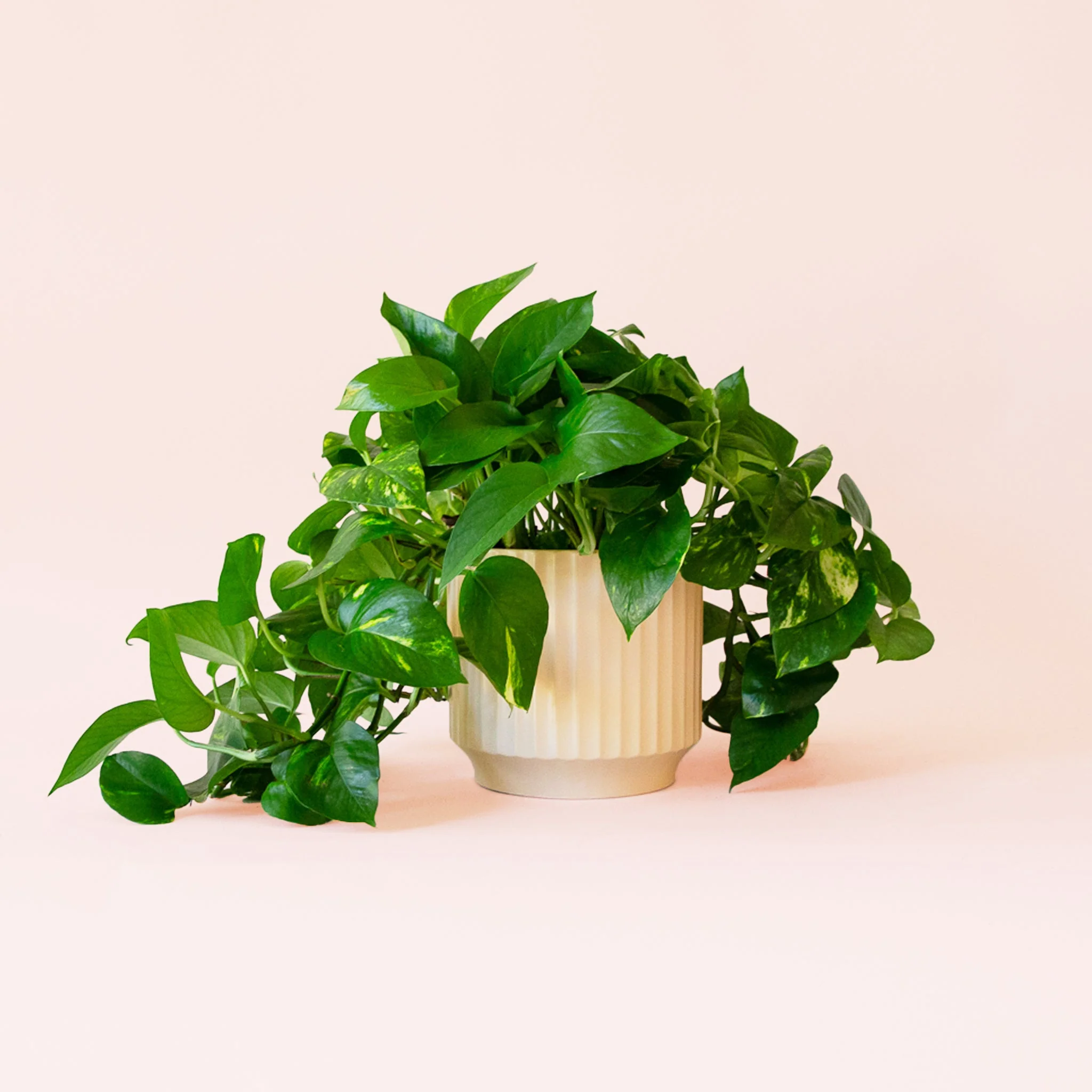 Pothos | Variegated - Image 10
