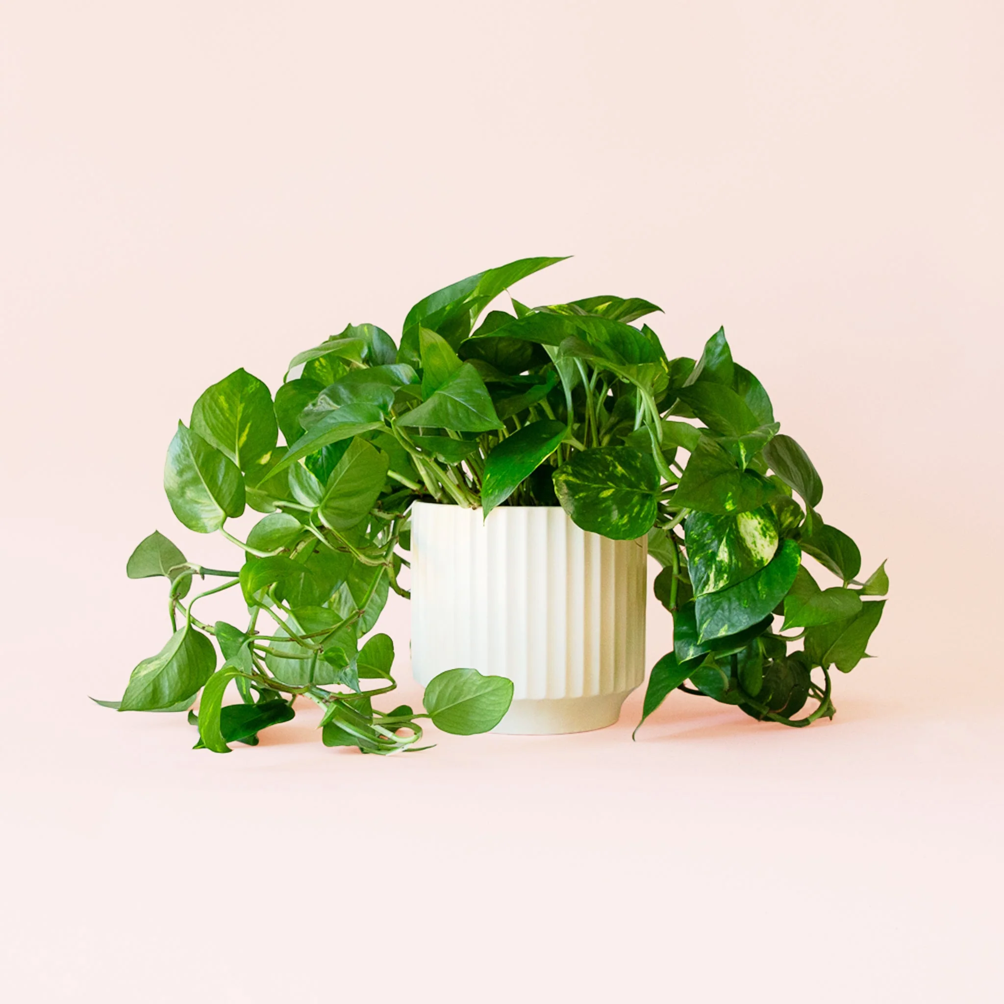 Pothos | Variegated - Image 11