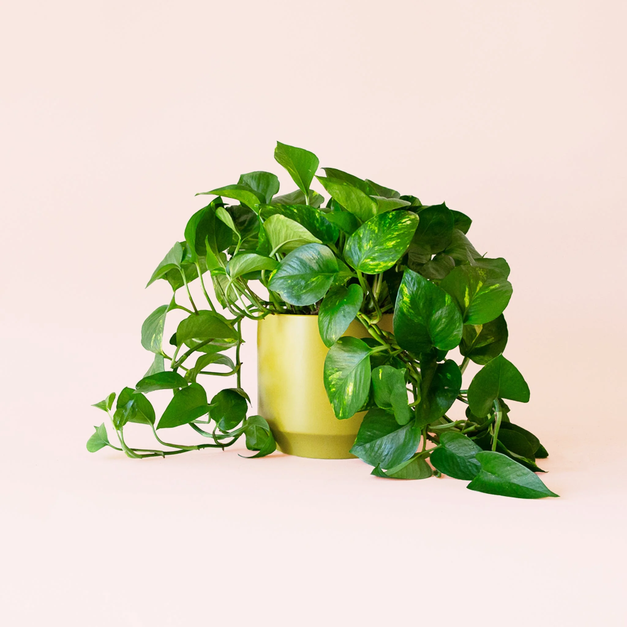 Pothos | Variegated - Image 12