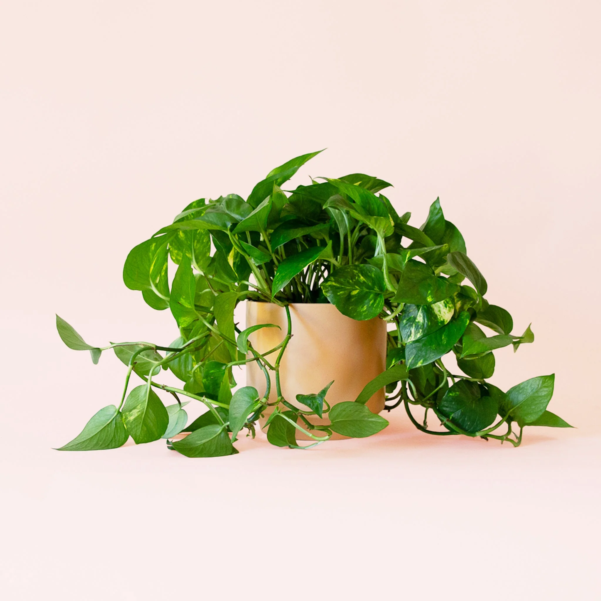 Pothos | Variegated - Image 13