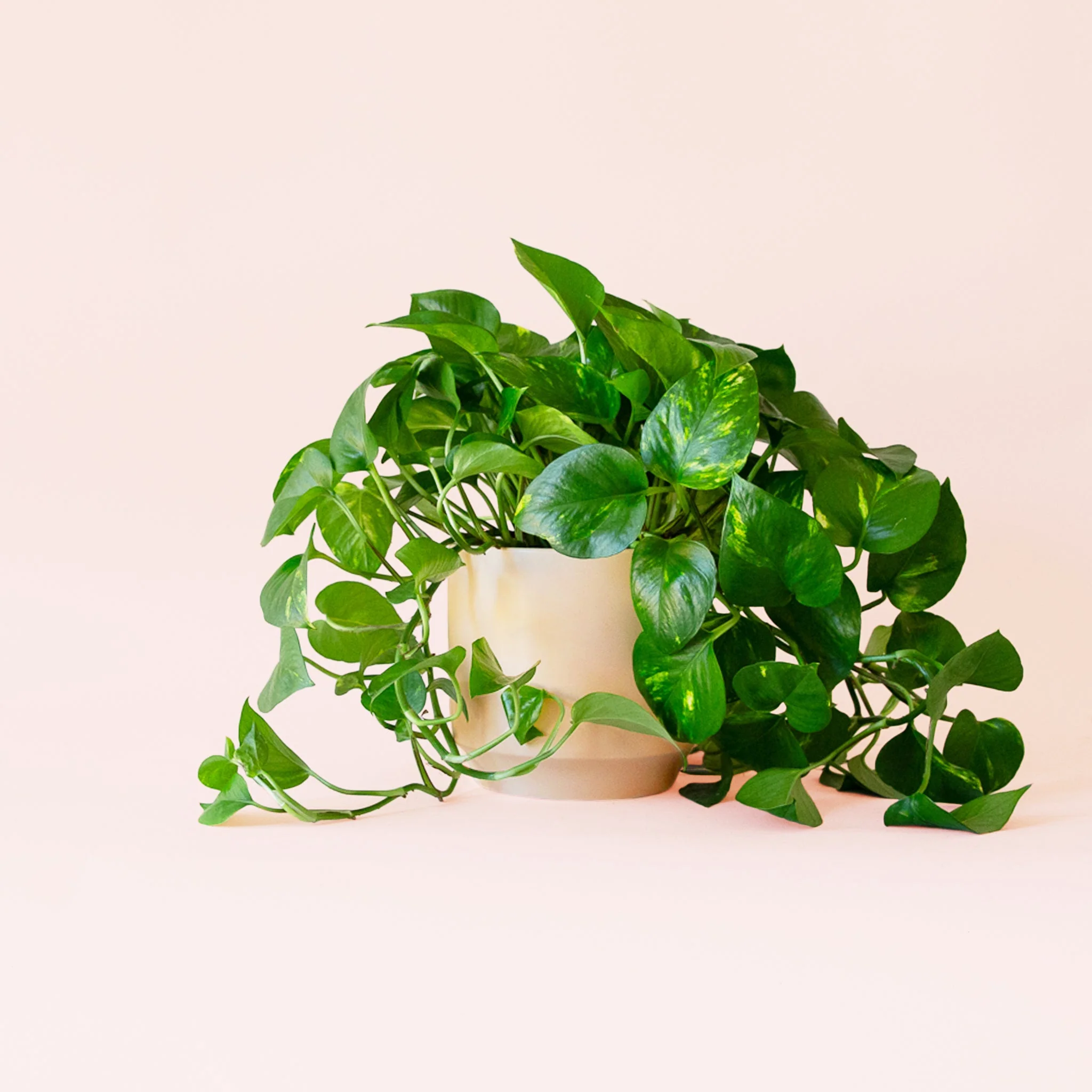 Pothos | Variegated - Image 14