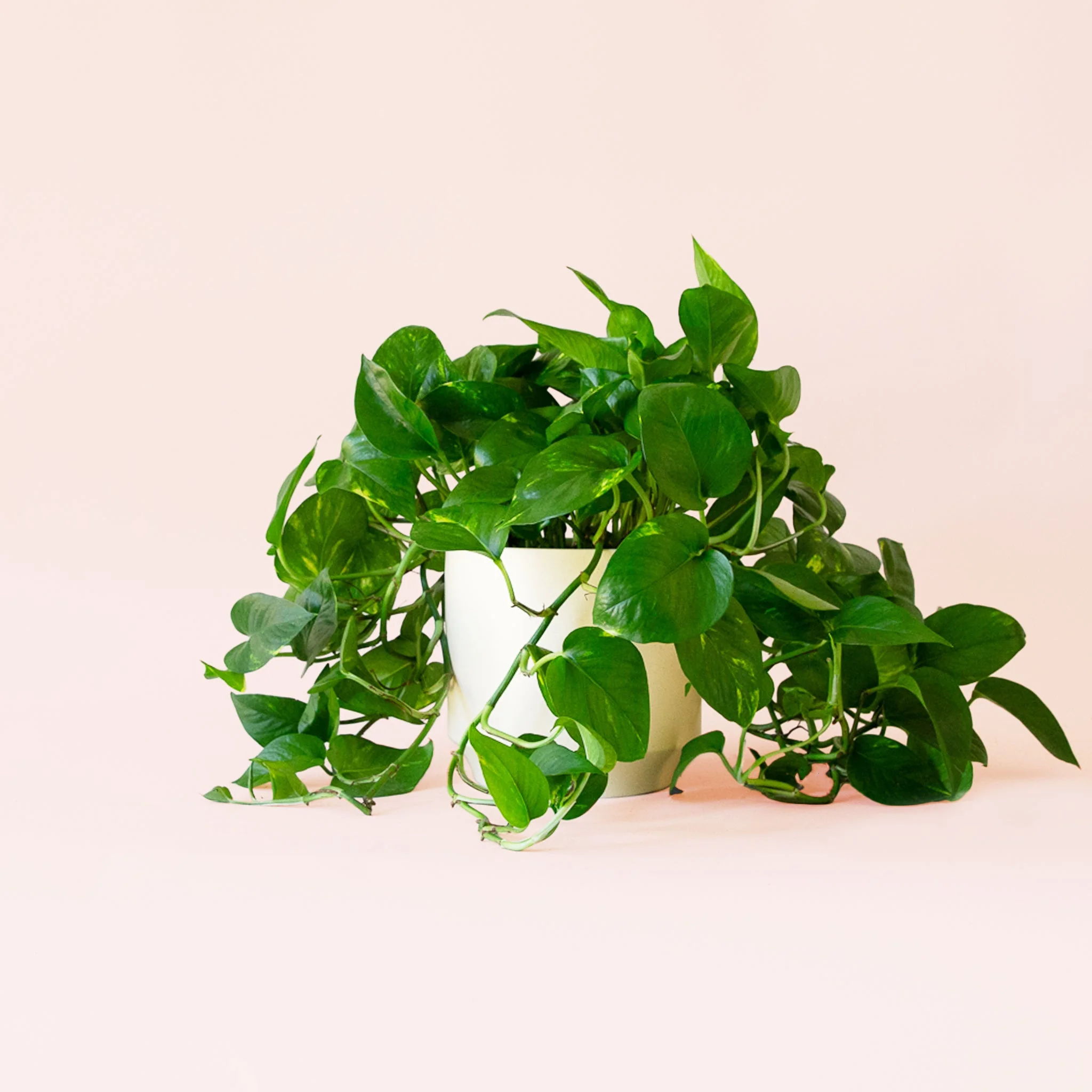 Pothos | Variegated - Image 15