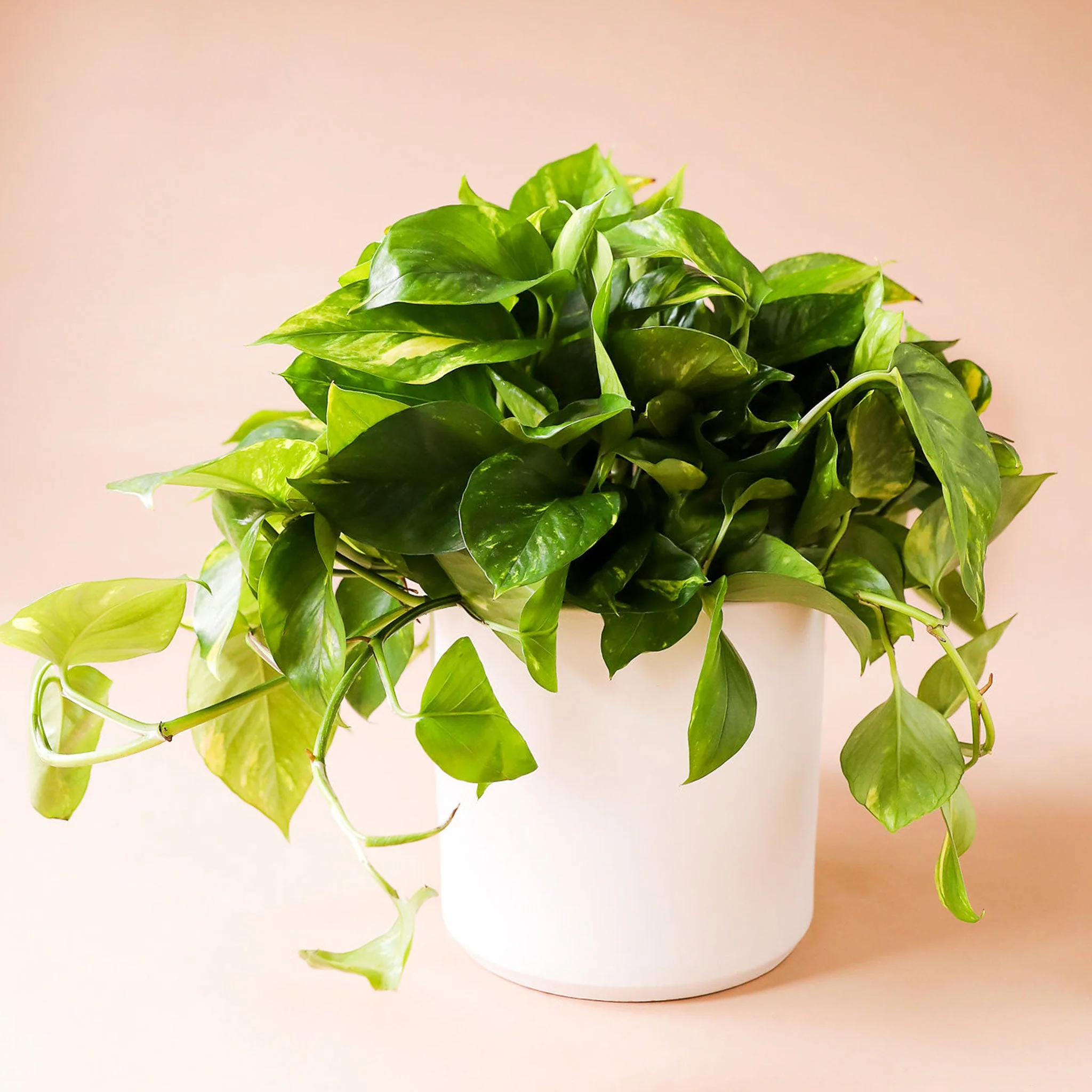 Pothos | Variegated - Image 16