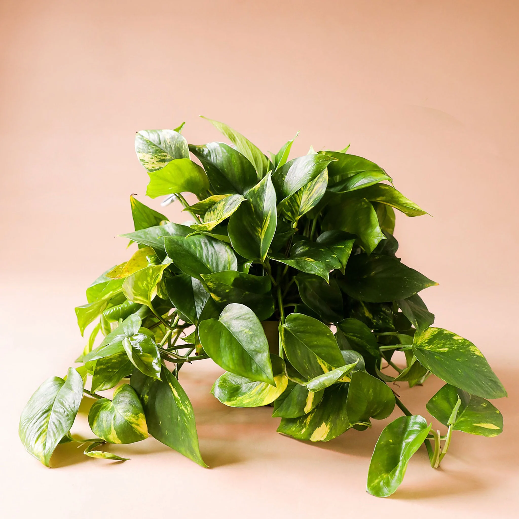 Pothos | Variegated - Image 17