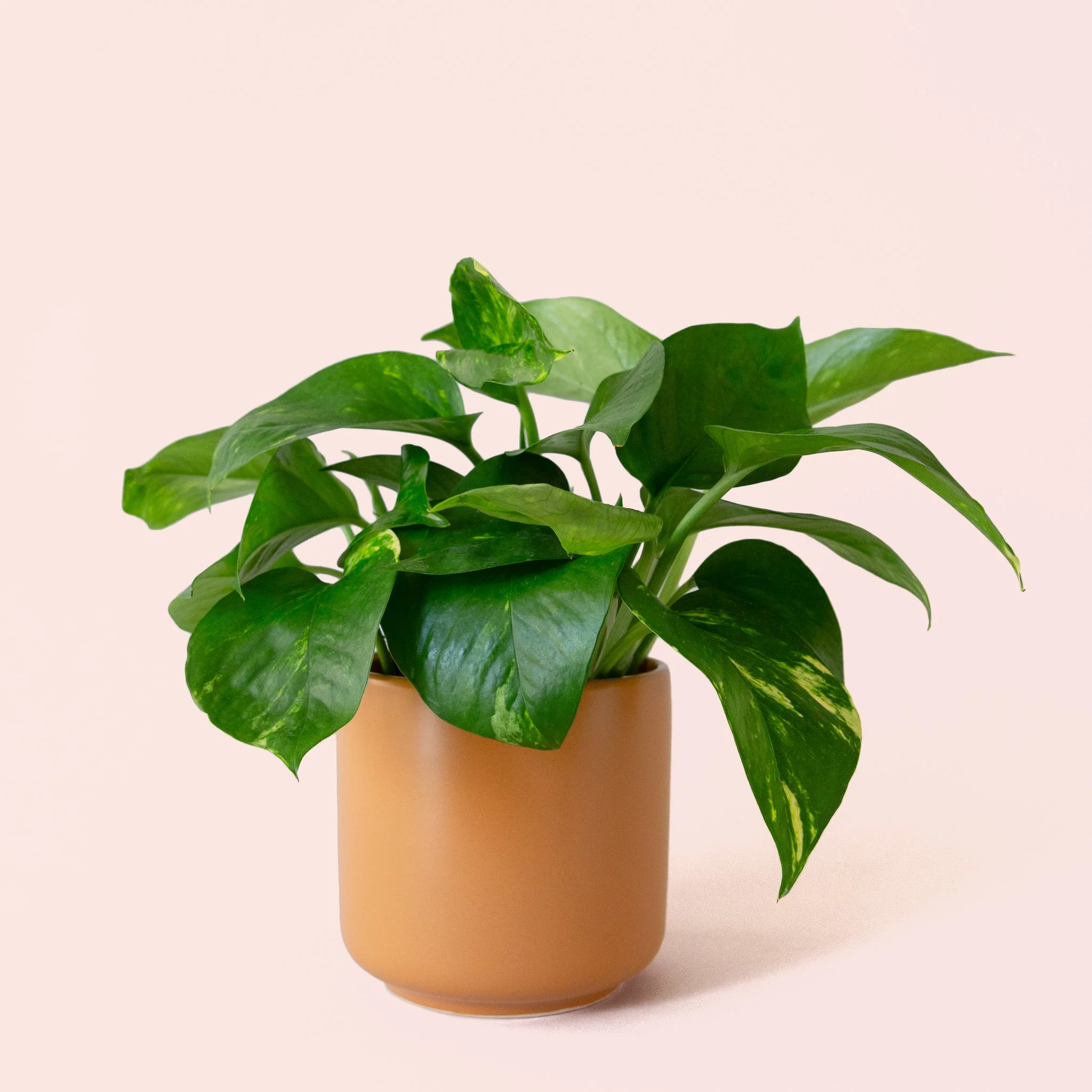 Pothos | Variegated - Image 18