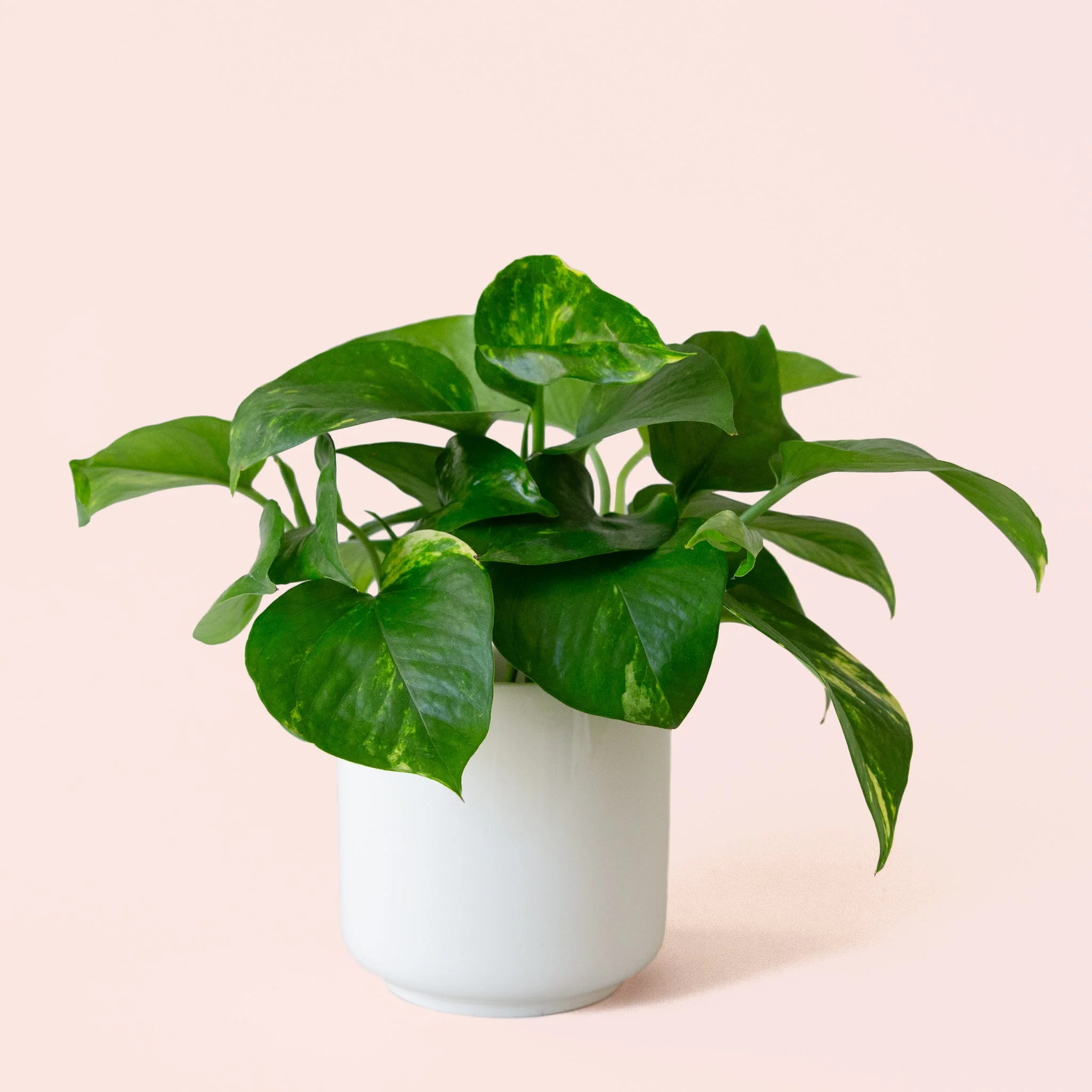 Pothos | Variegated - Image 19